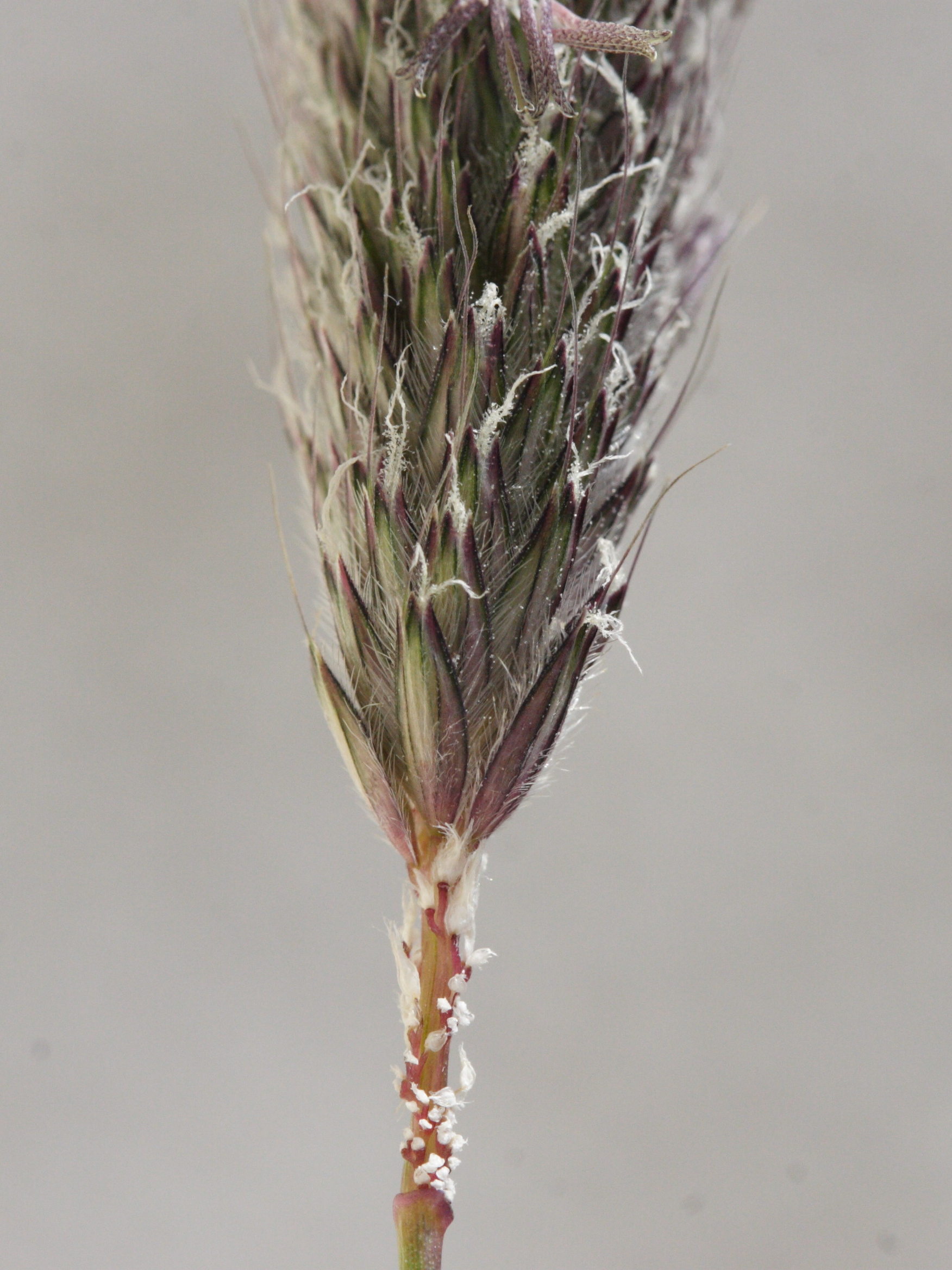 alopecurus_pratensis4md