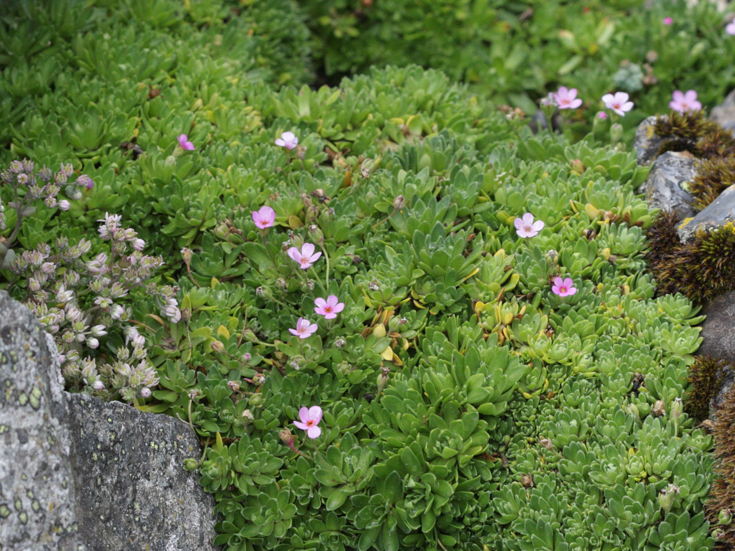 androsace_ciliata1bd