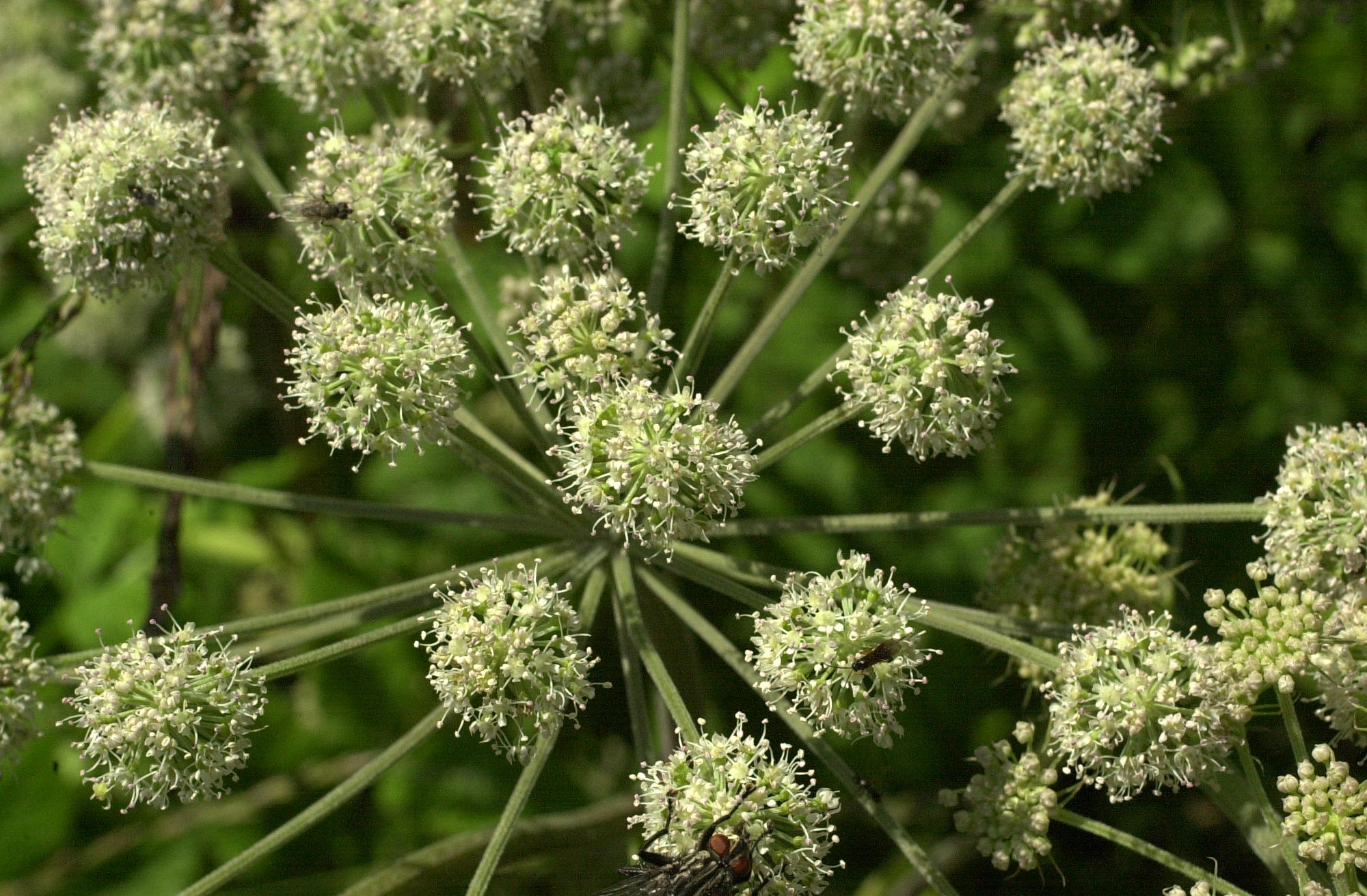 angelica_sylvestris3md