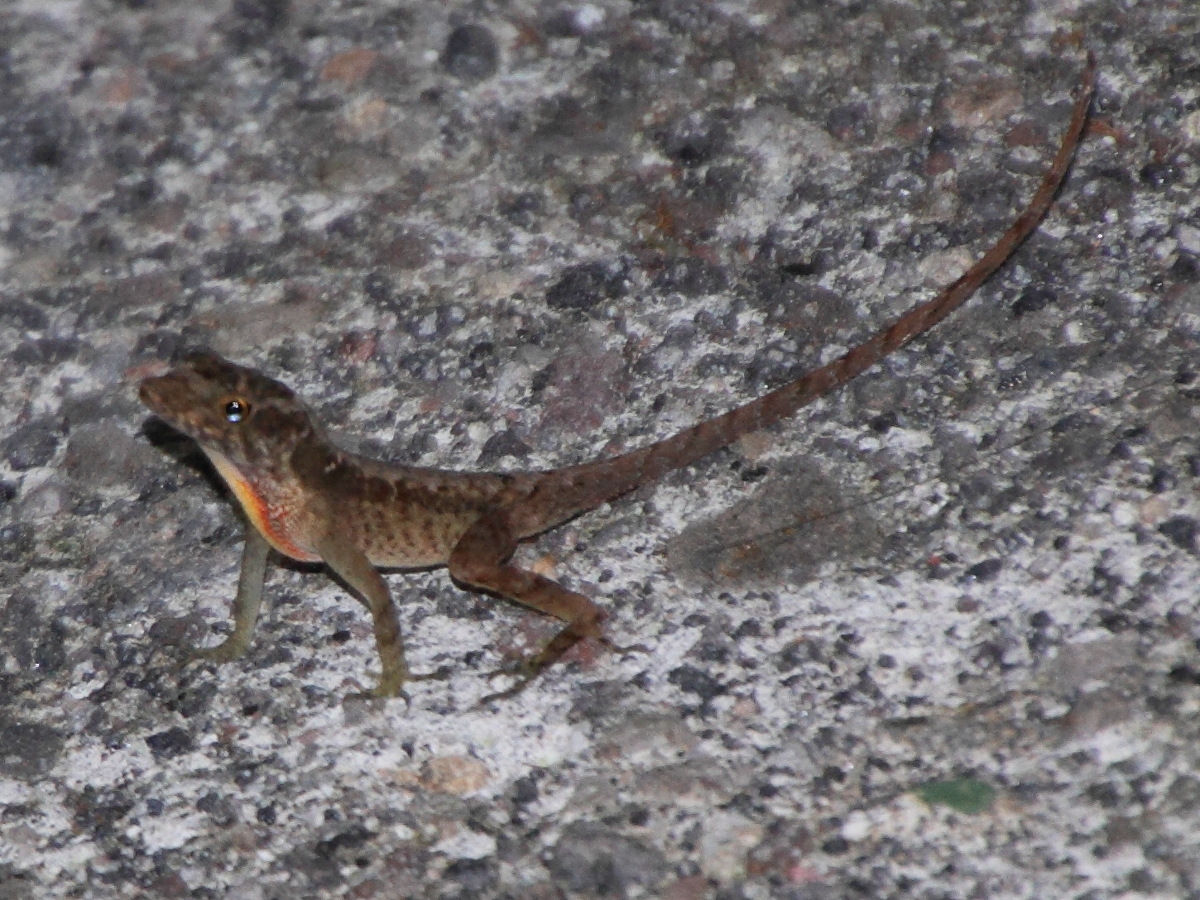 anolis_tropidolepis3md