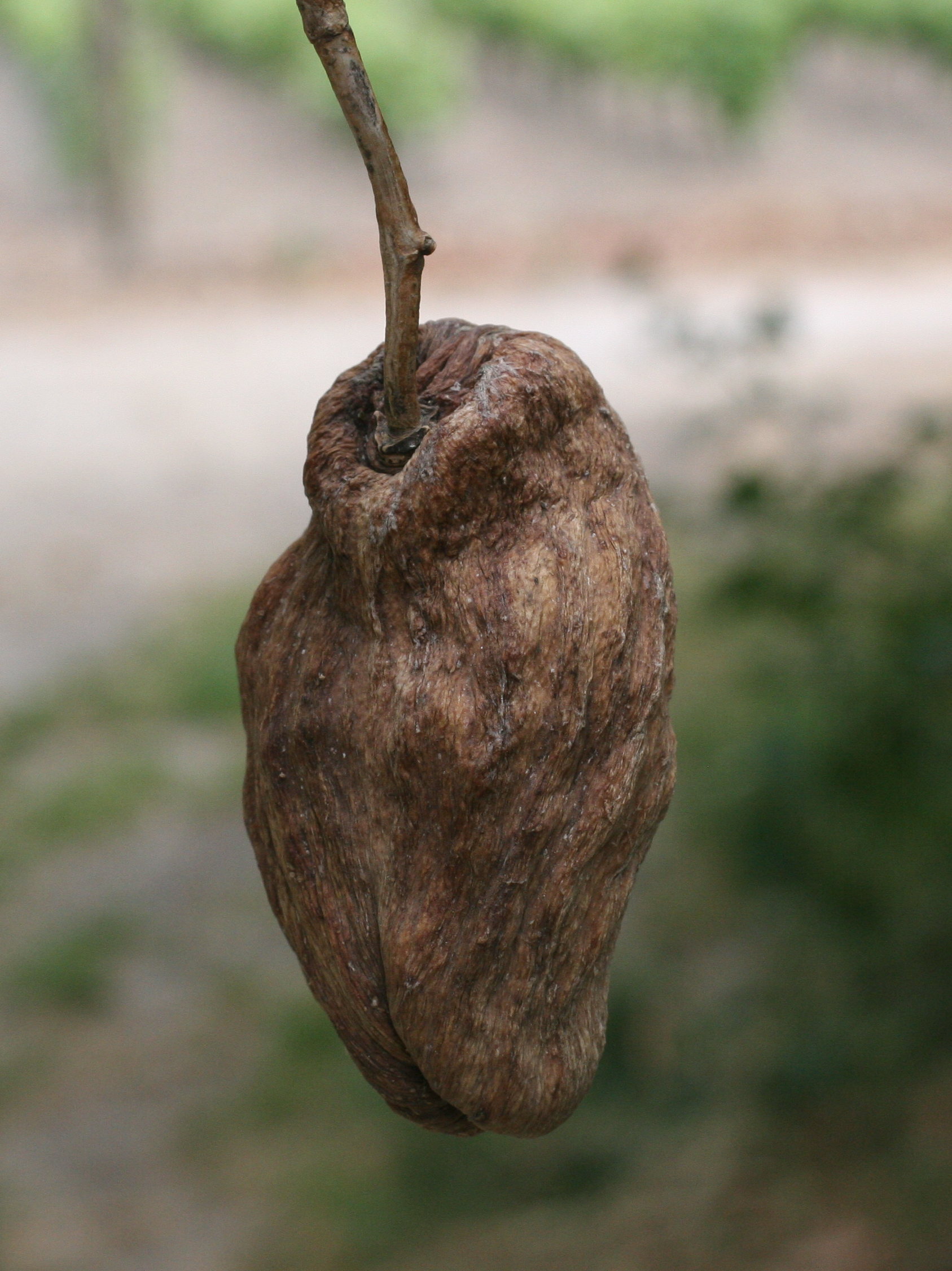 araujia_sericifera5md