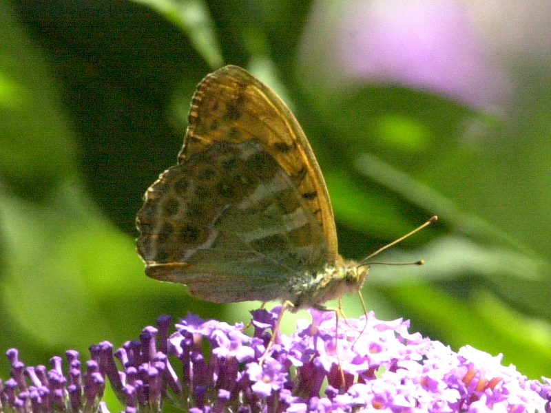 argynnis_paphia5md