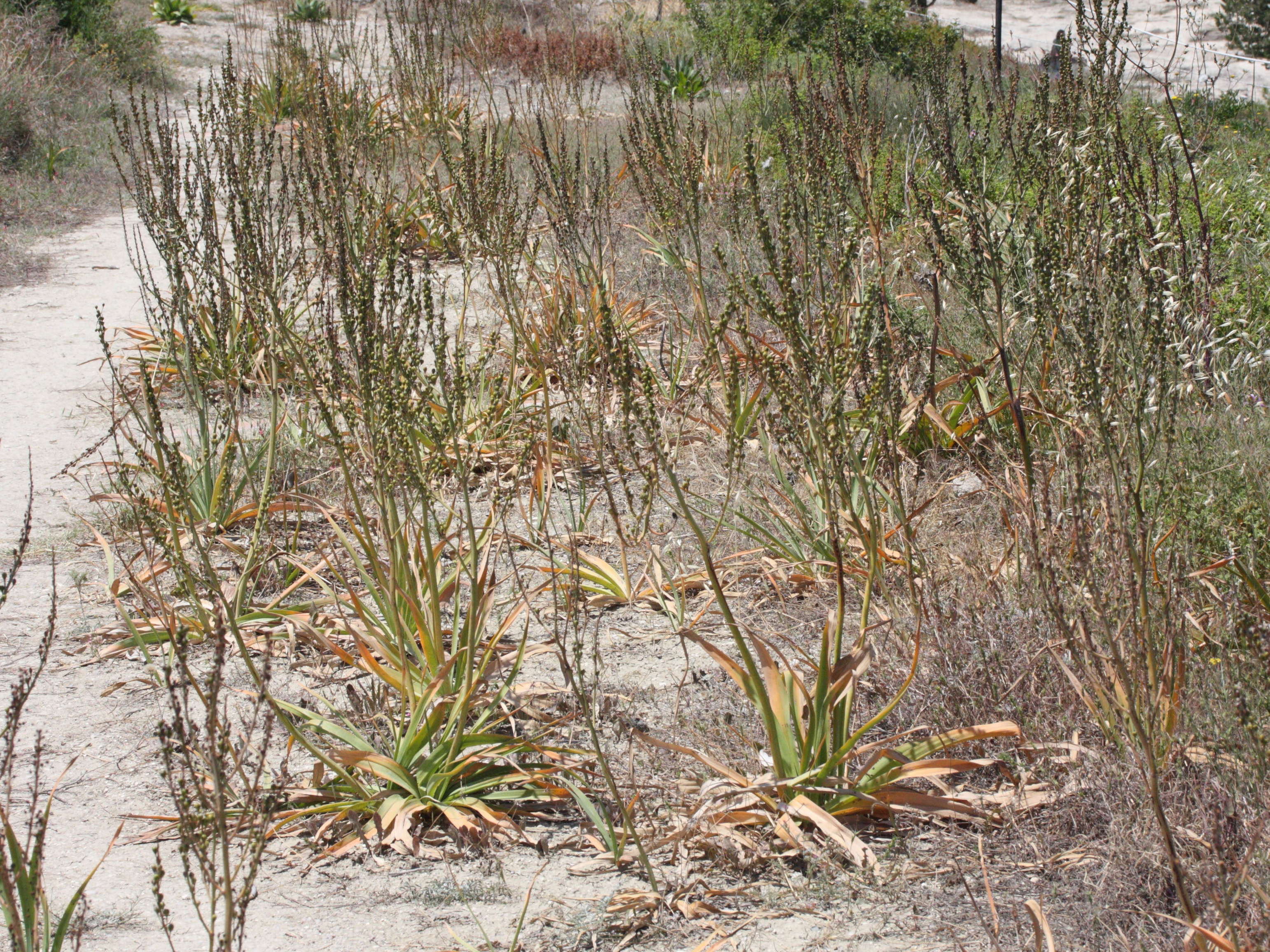 Afficher le média asphodelus_ramosus4md asphodelus_ramosus4md