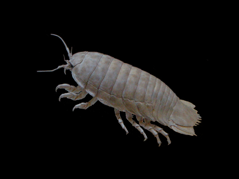 bathynomus_giganteus1md