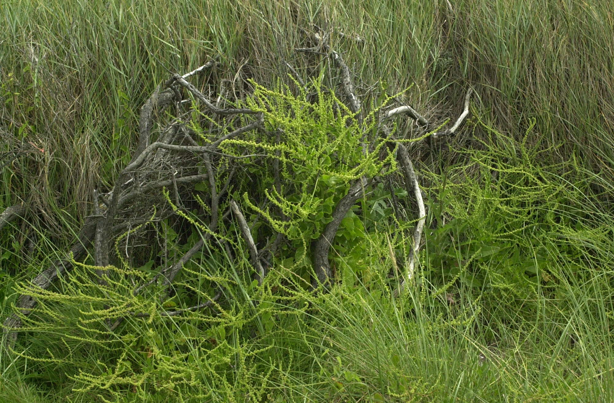 Afficher le média beta_maritima2md beta_maritima2md