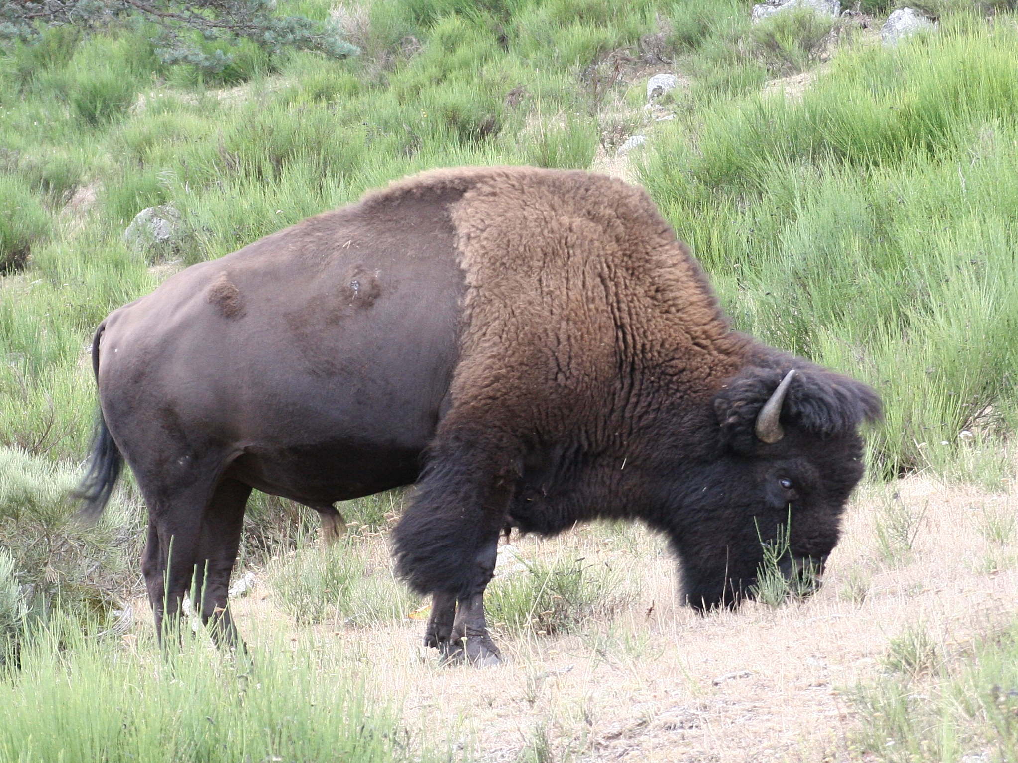 bison_bison2md