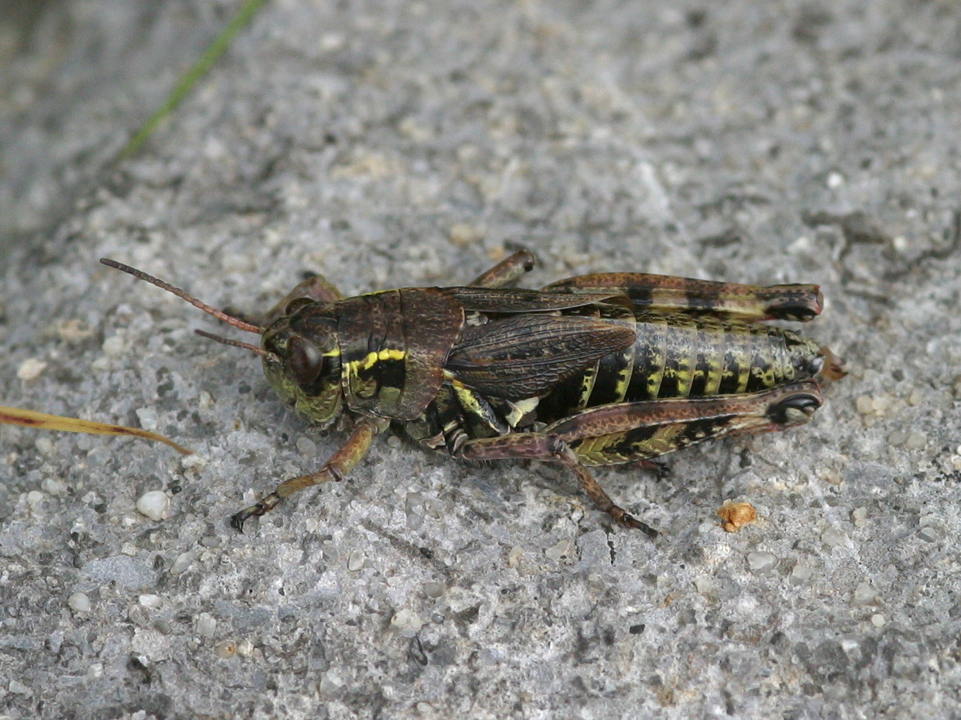 bohemanella_frigida2bd