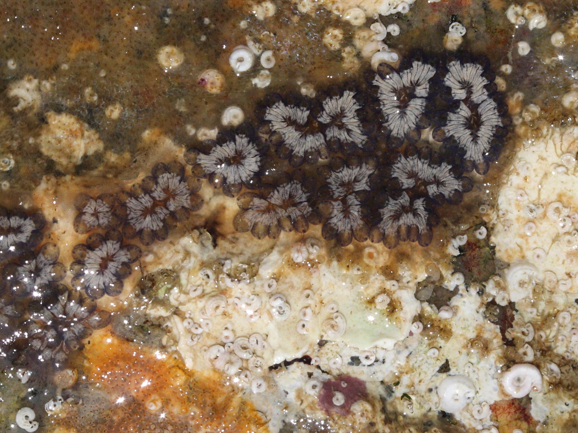 Afficher le média botryllus_schlosseri2md botryllus_schlosseri2md