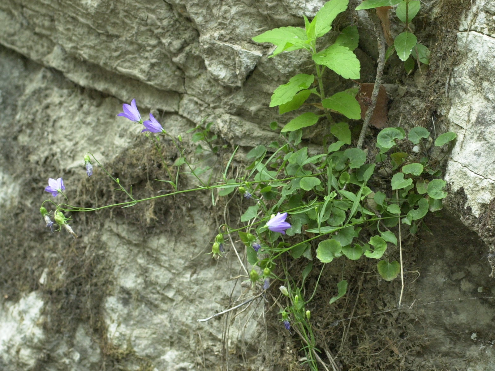 Afficher le média campanula_rotundifolia1md campanula_rotundifolia1md