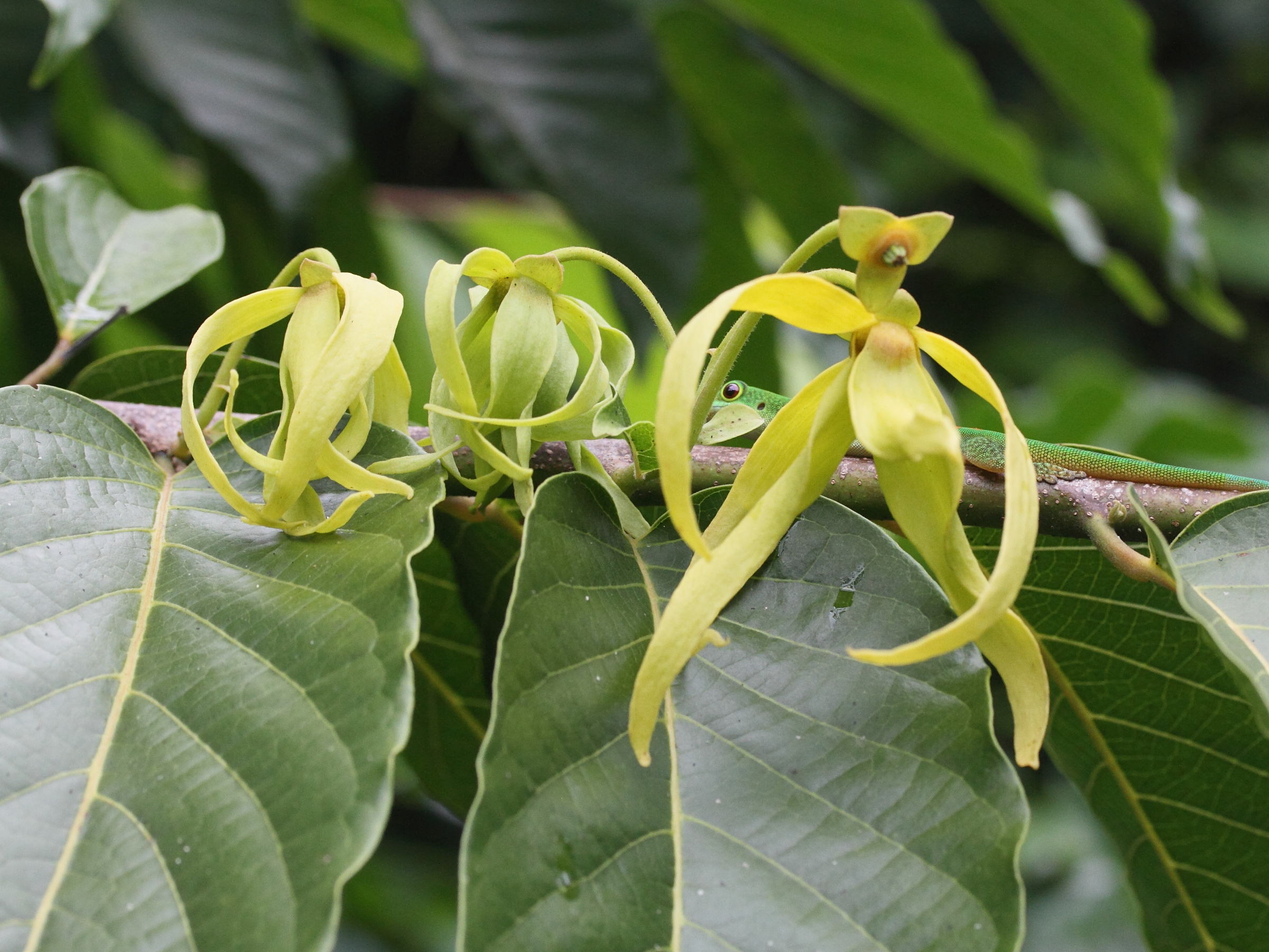 Afficher le média cananga_odorata9md cananga_odorata9md