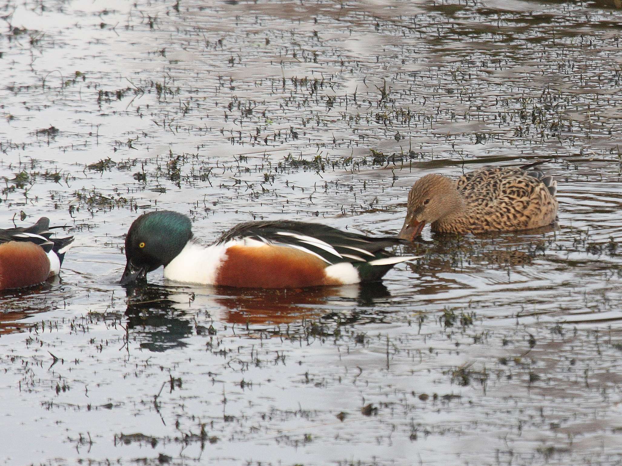 canard_souchet_-_anas_clypeata1bd