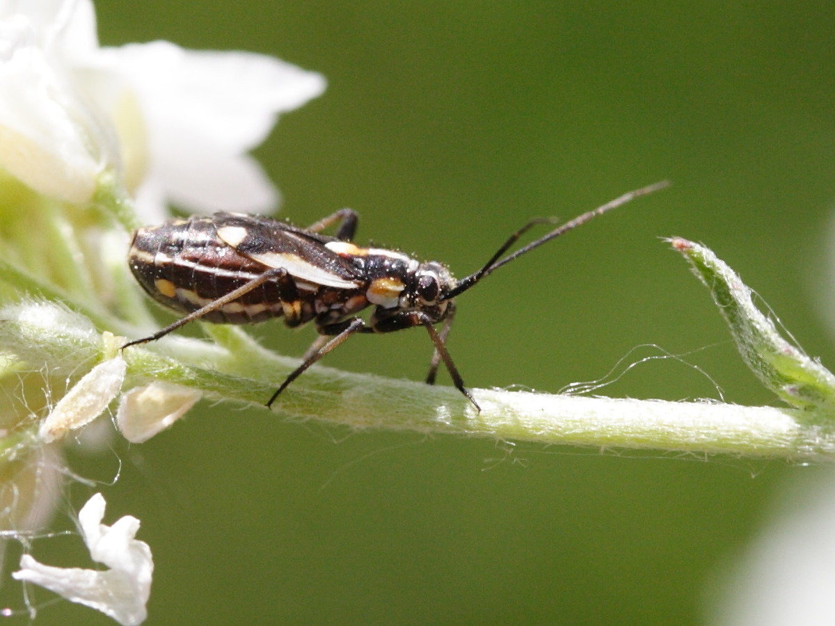 capsodes_sulcatus3md