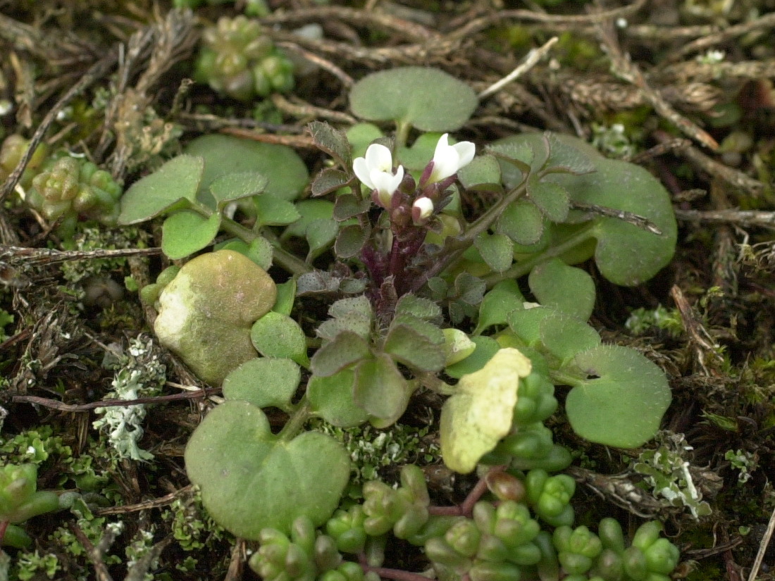 Afficher le média cardamine_hirsuta4md cardamine_hirsuta4md