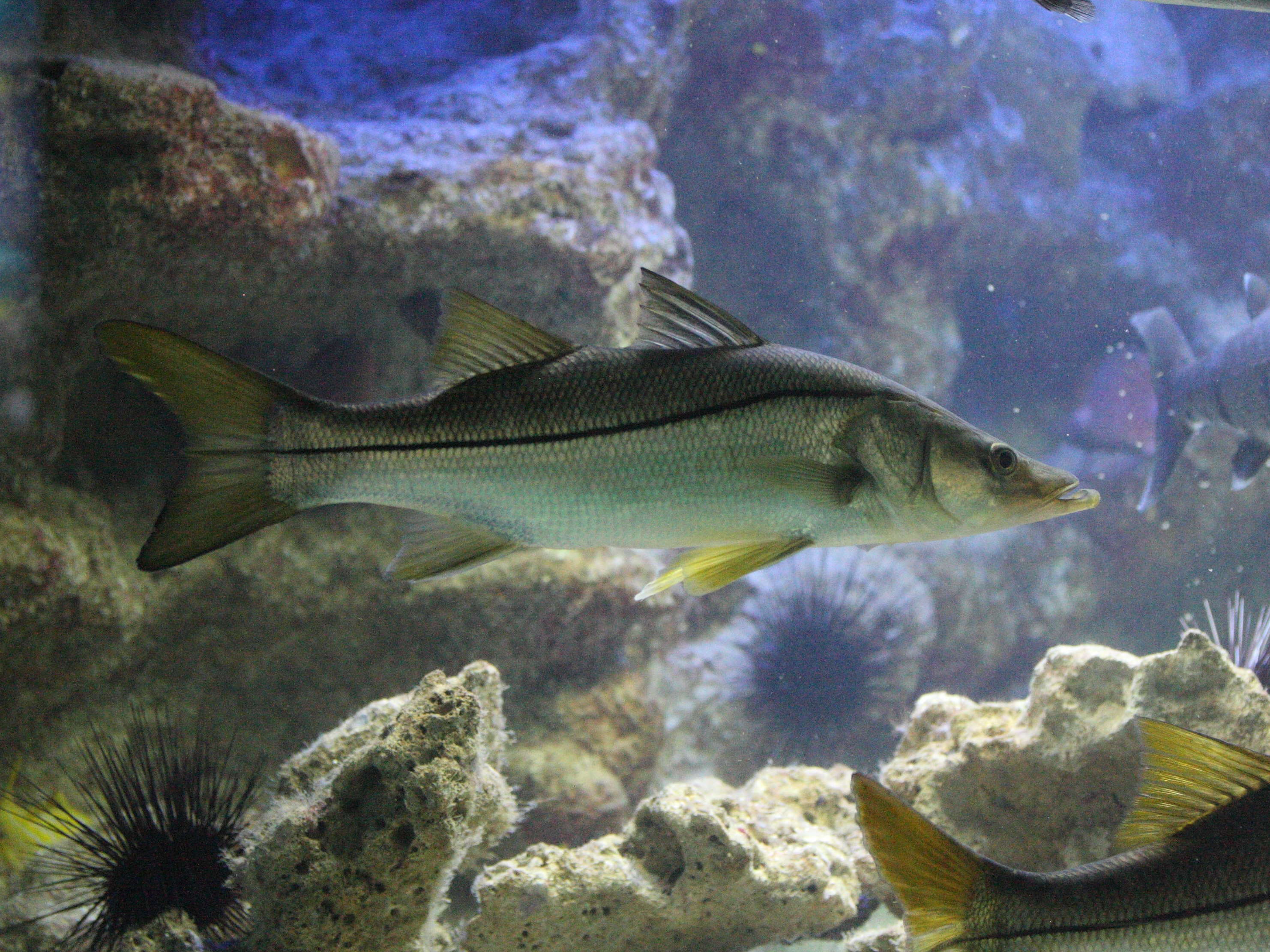 Afficher le média centropomus_undecimalis1md centropomus_undecimalis1md