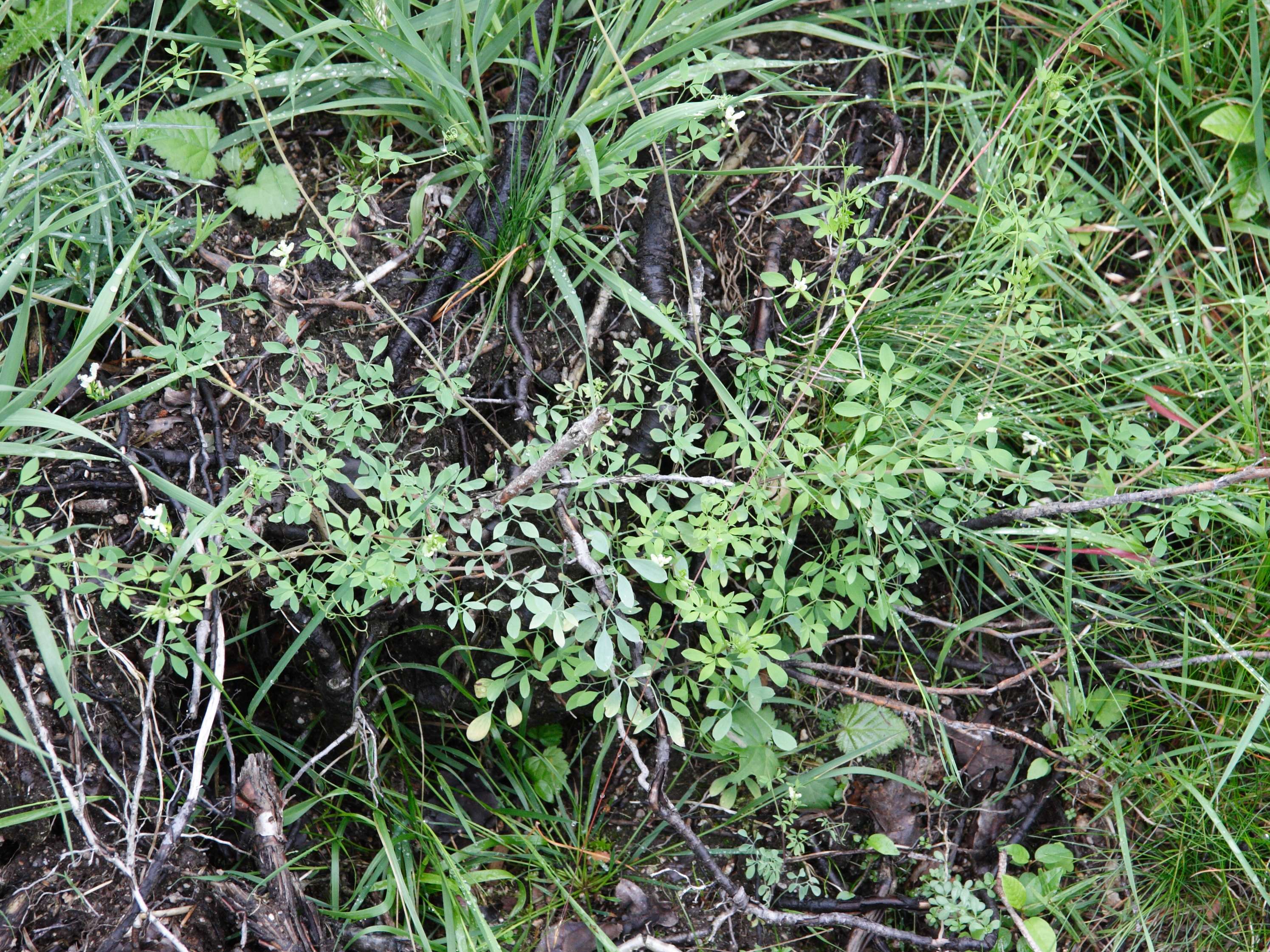 Afficher le média Ceratocapnos_claviculata Ceratocapnos_claviculata