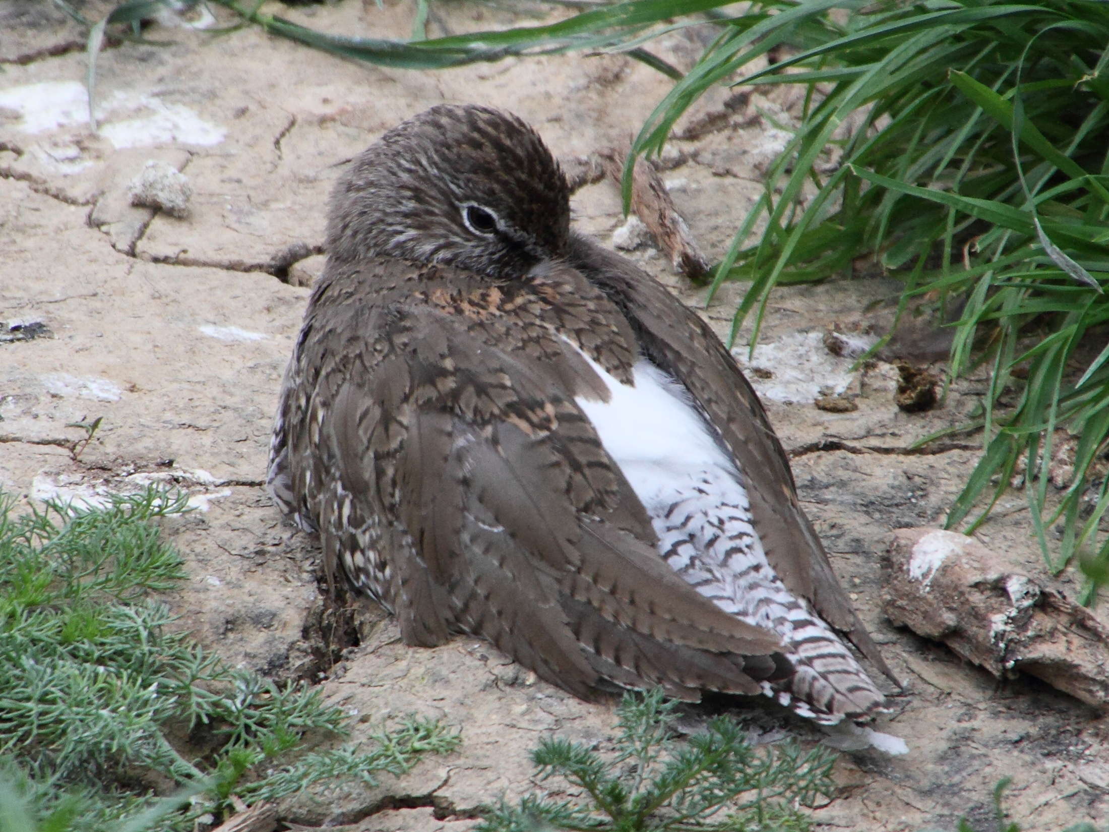 chevalier_gambette_-_tringa_totanus5md