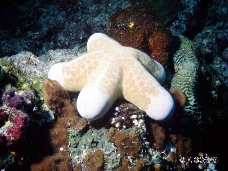 Afficher le média choriaster_granulatus1ps choriaster_granulatus1ps