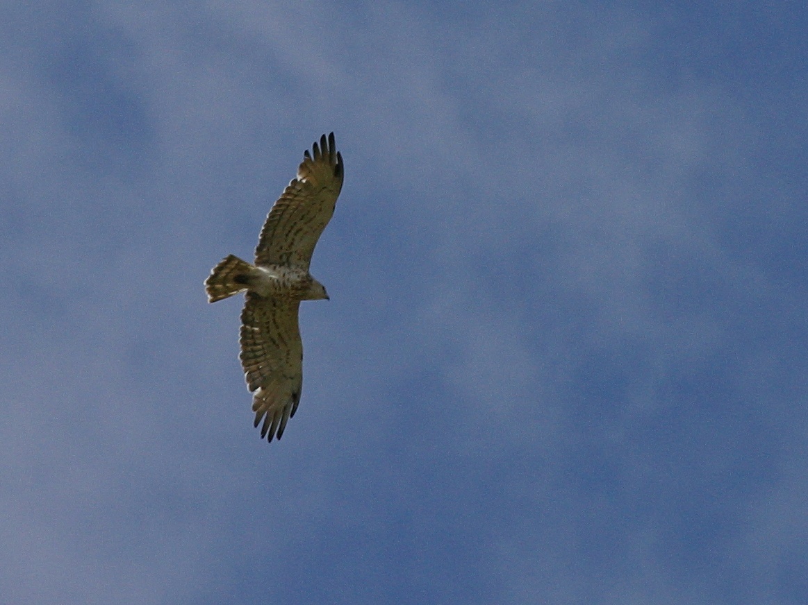 Afficher le média Circaetus_gallicus Circaetus_gallicus