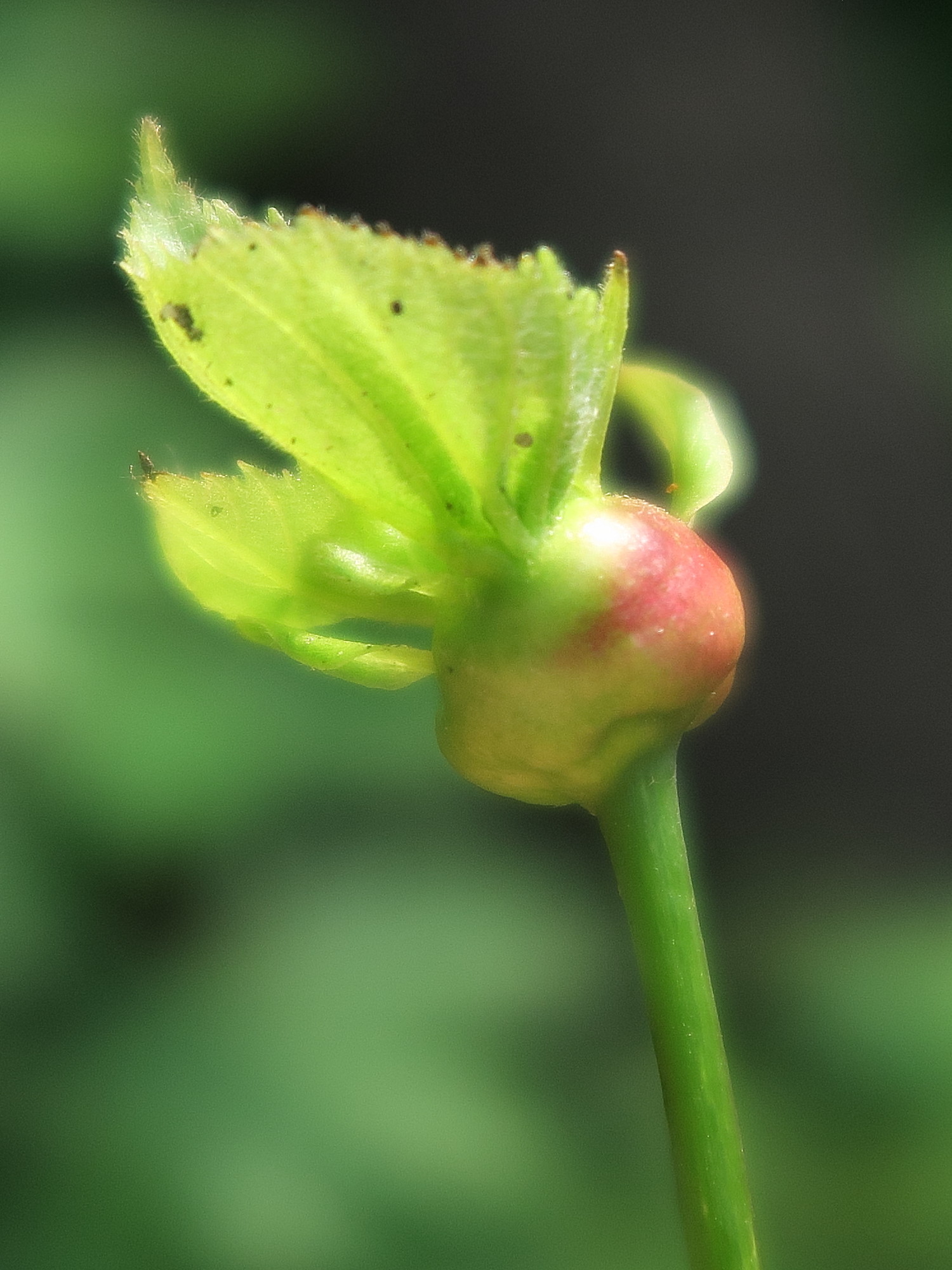 contarinia_tiliarum_galle2md