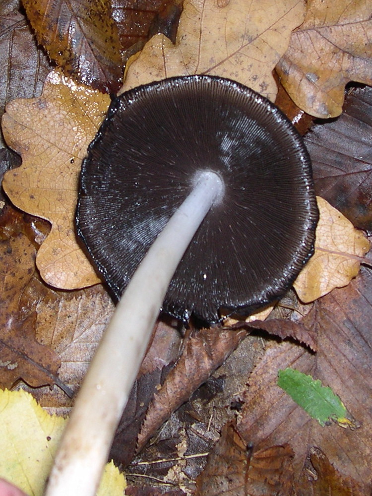 Coprinopsis_atramentarius