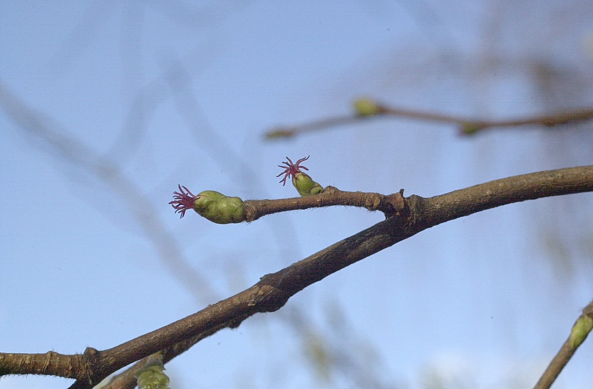 Afficher le média corylus_avellana4amd corylus_avellana4amd