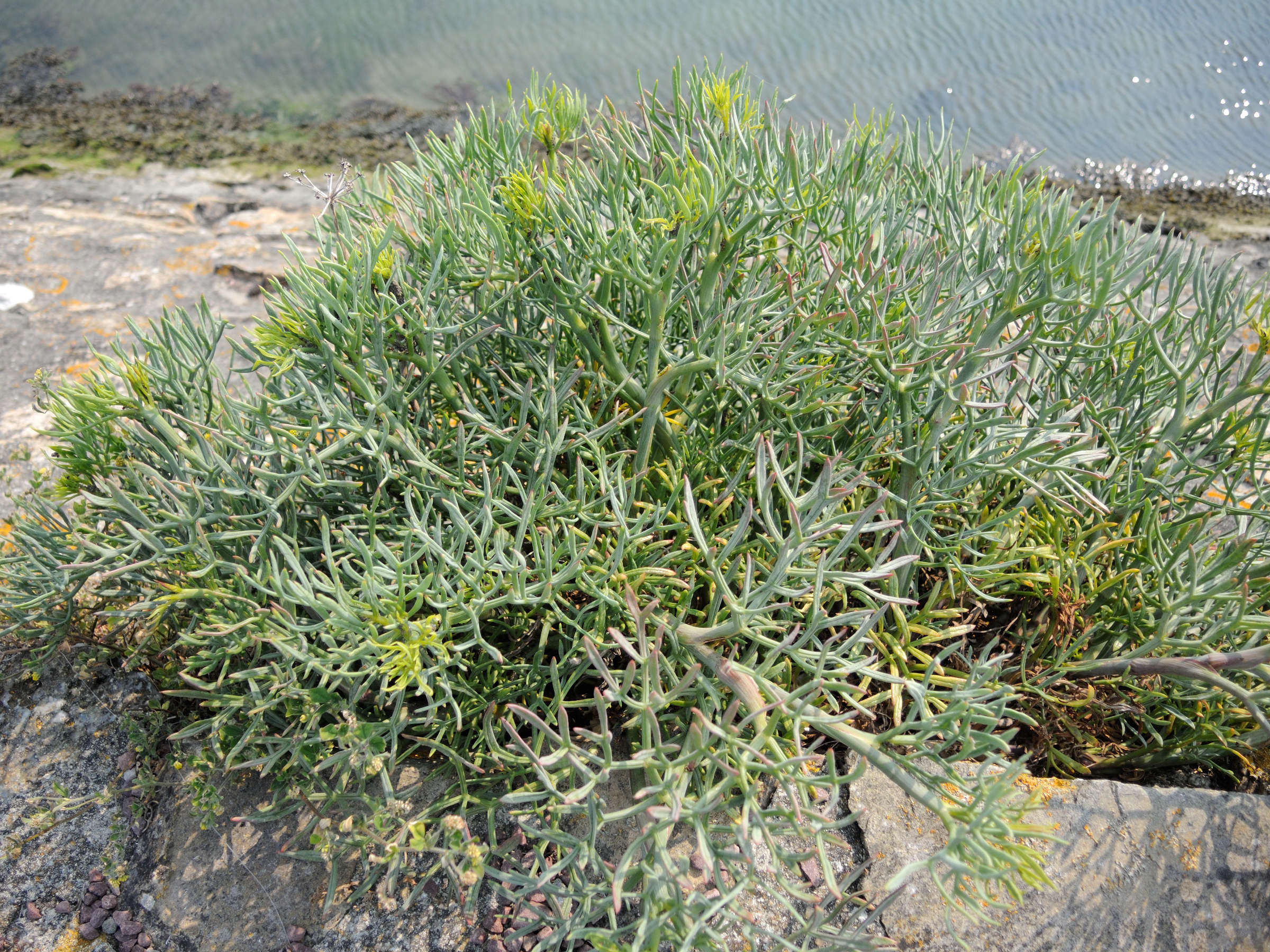 crithmum_maritimum1cmd