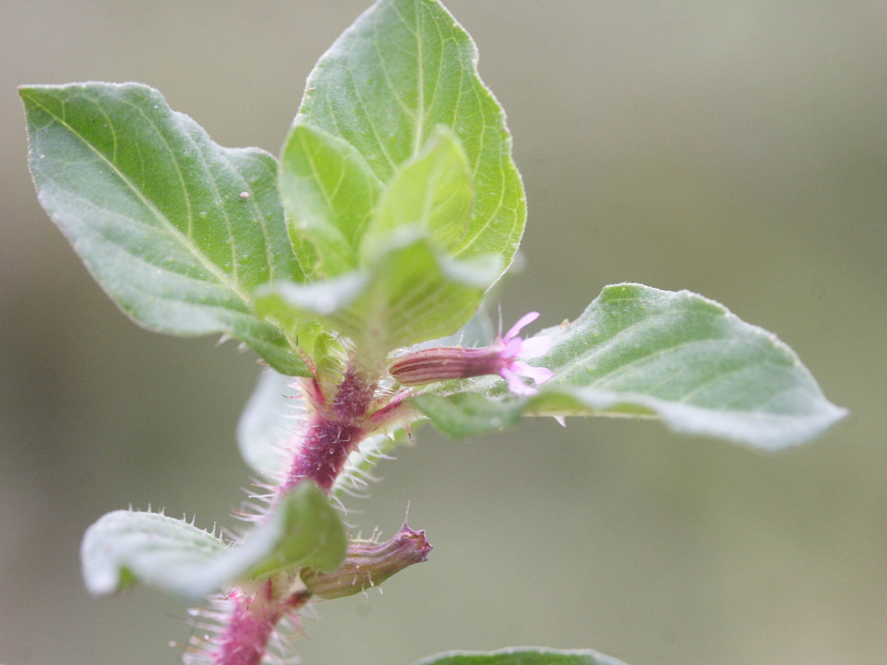 cuphea_carthagenensis1md