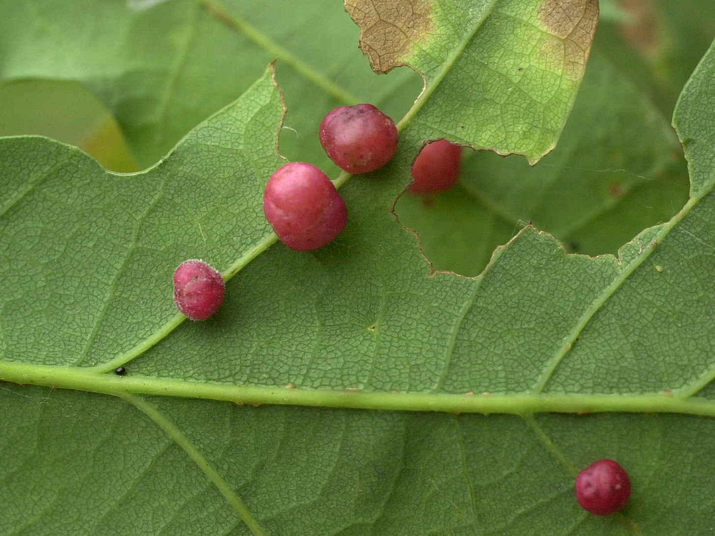 cynips_divisa_galle2md