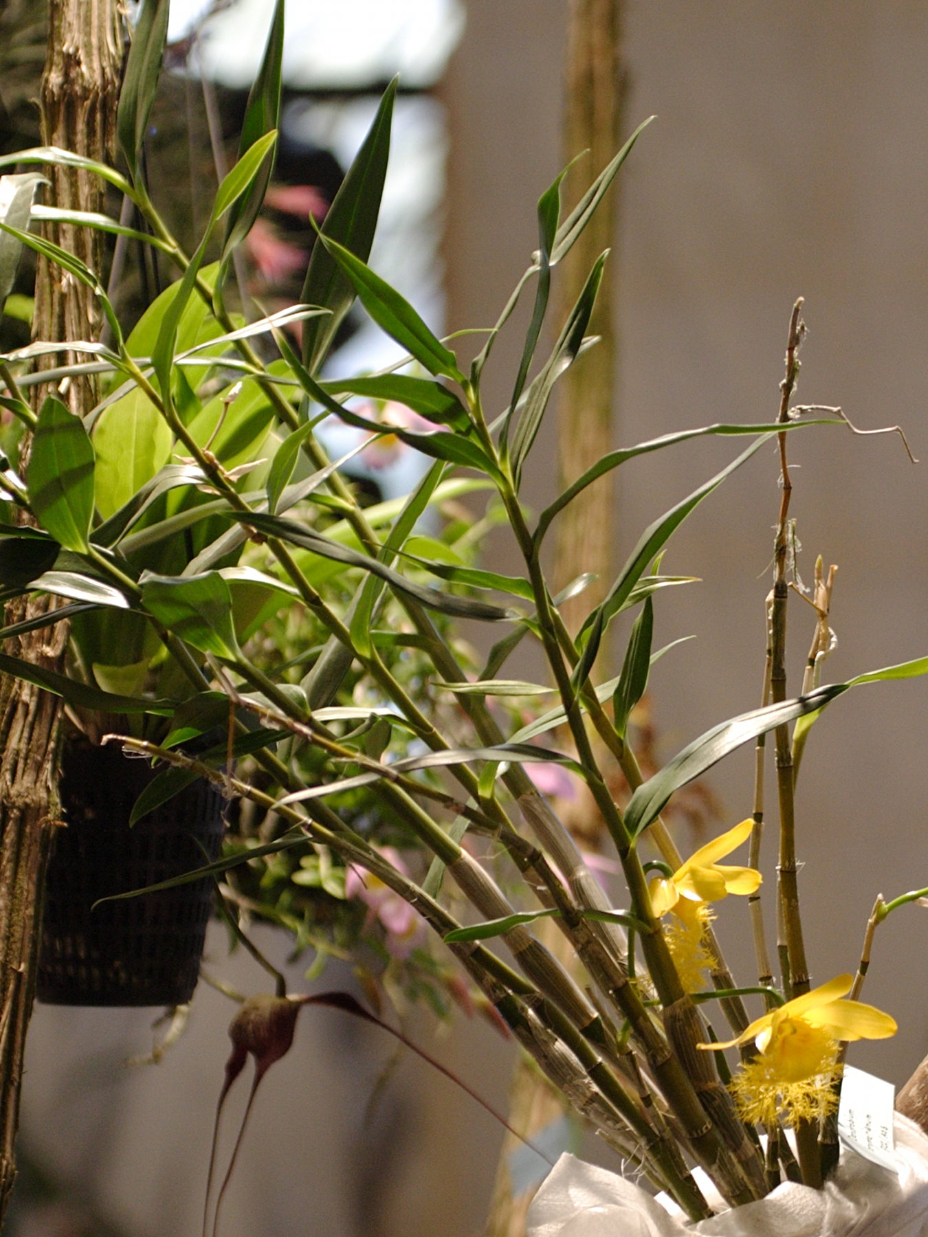 dendrobium_brymerianum1bd