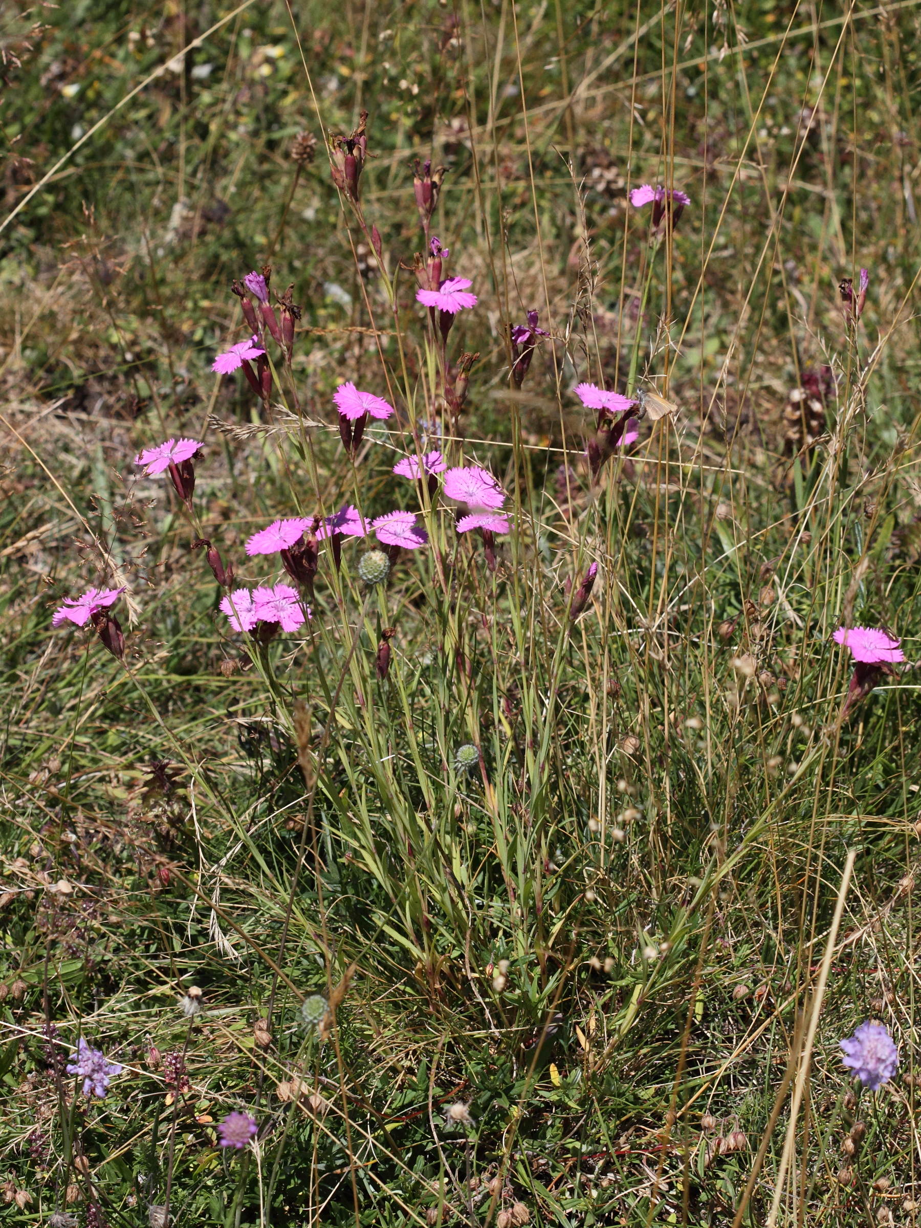 Afficher le média dianthus_seguieri_pseudocollinus4md dianthus_seguieri_pseudocollinus4md