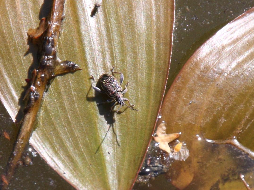 donacia_versicolorea2bd