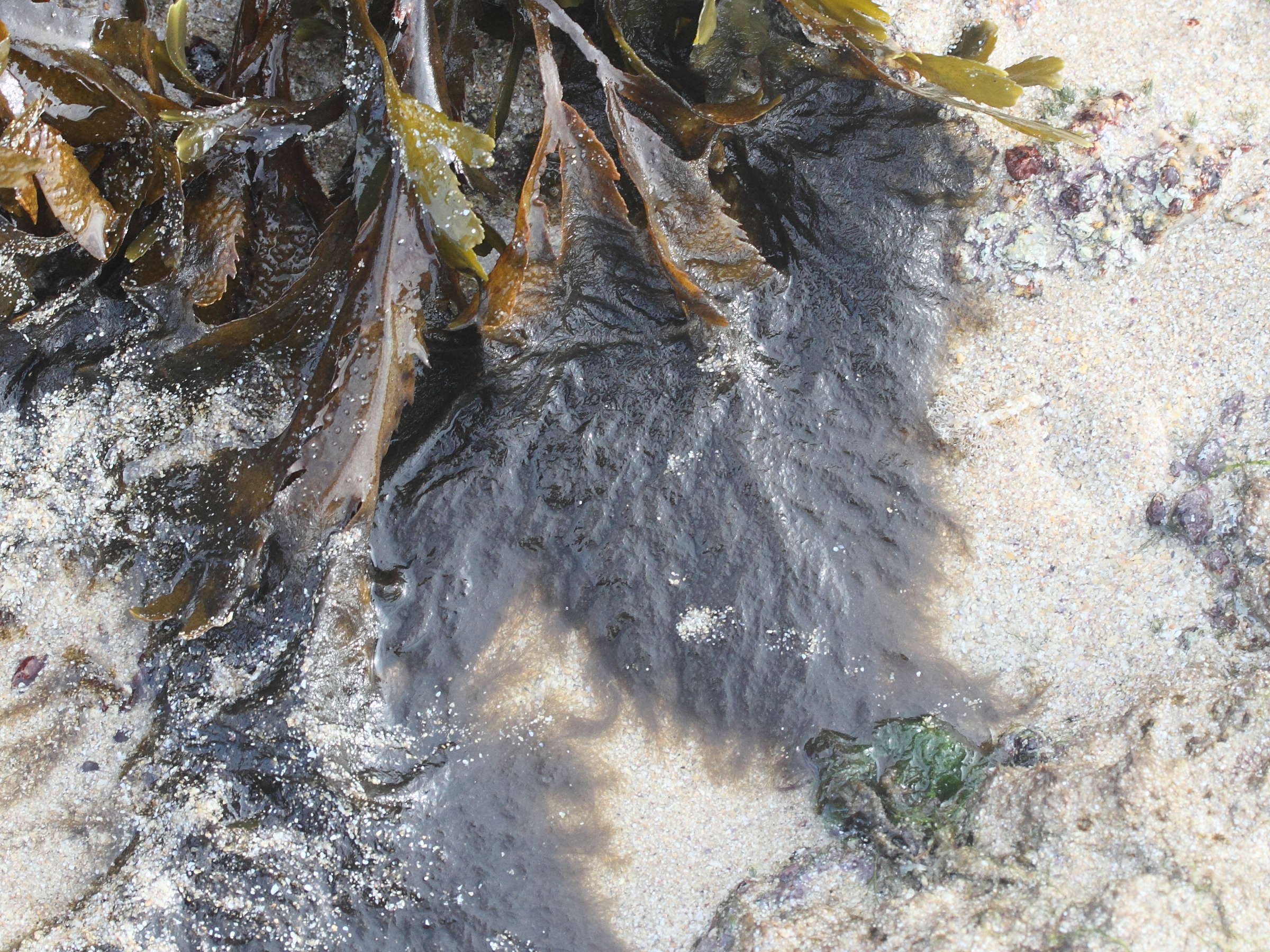 ectocarpus_siliculosus2md