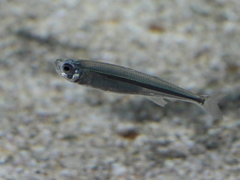 engraulis_encrasicolus1bd