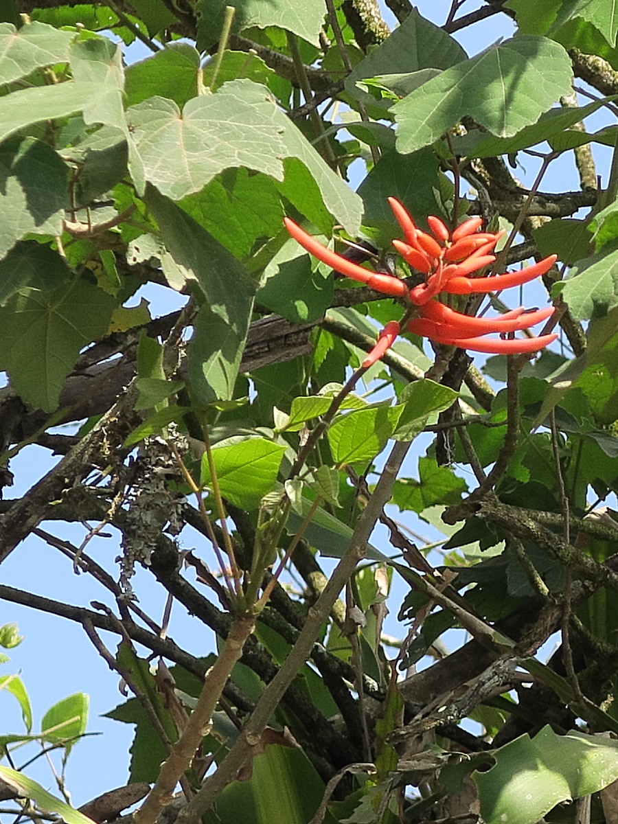 Afficher le média erythrina_costaricensis2md erythrina_costaricensis2md