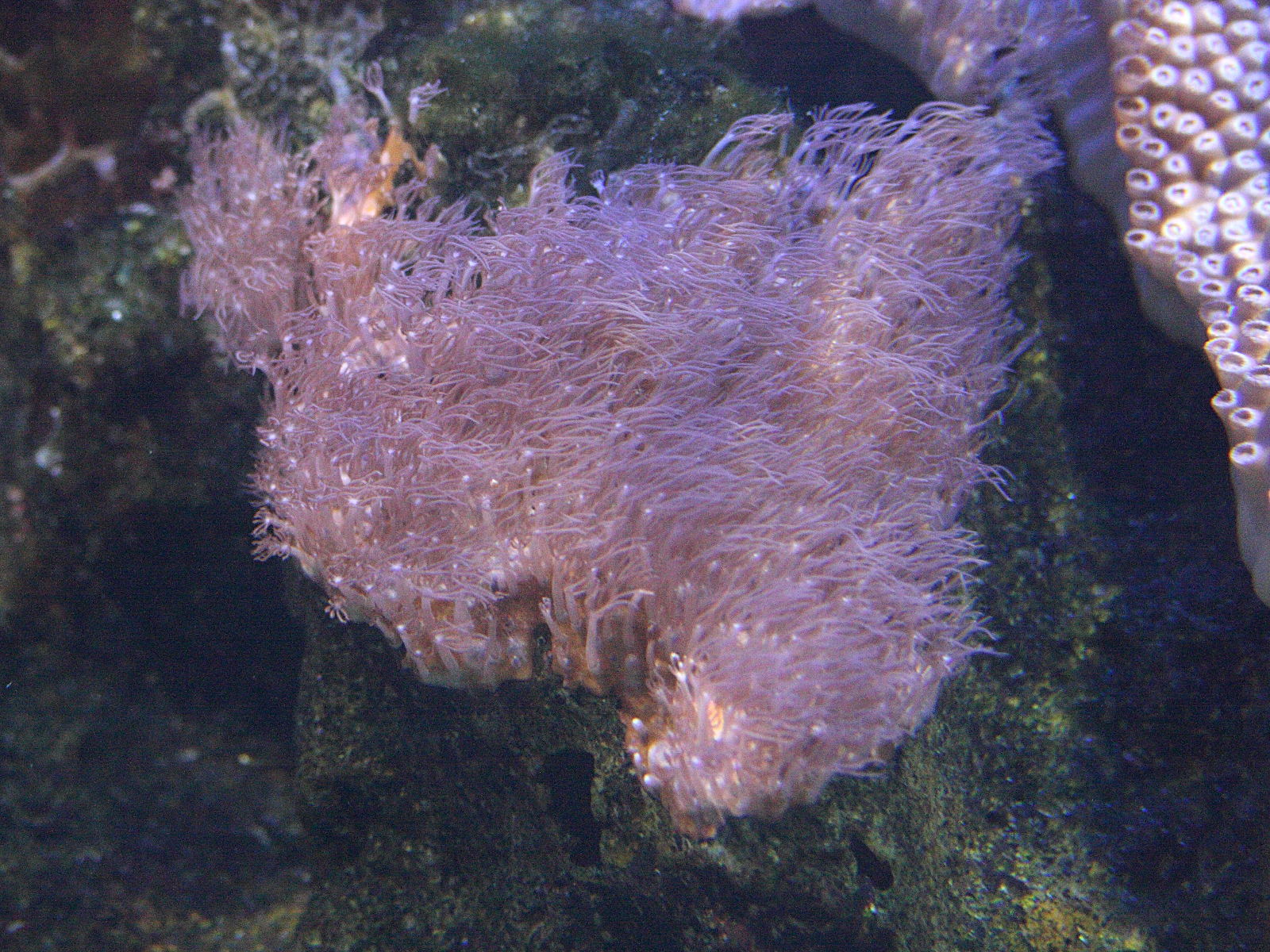 erythropodium_caribaeorum1md