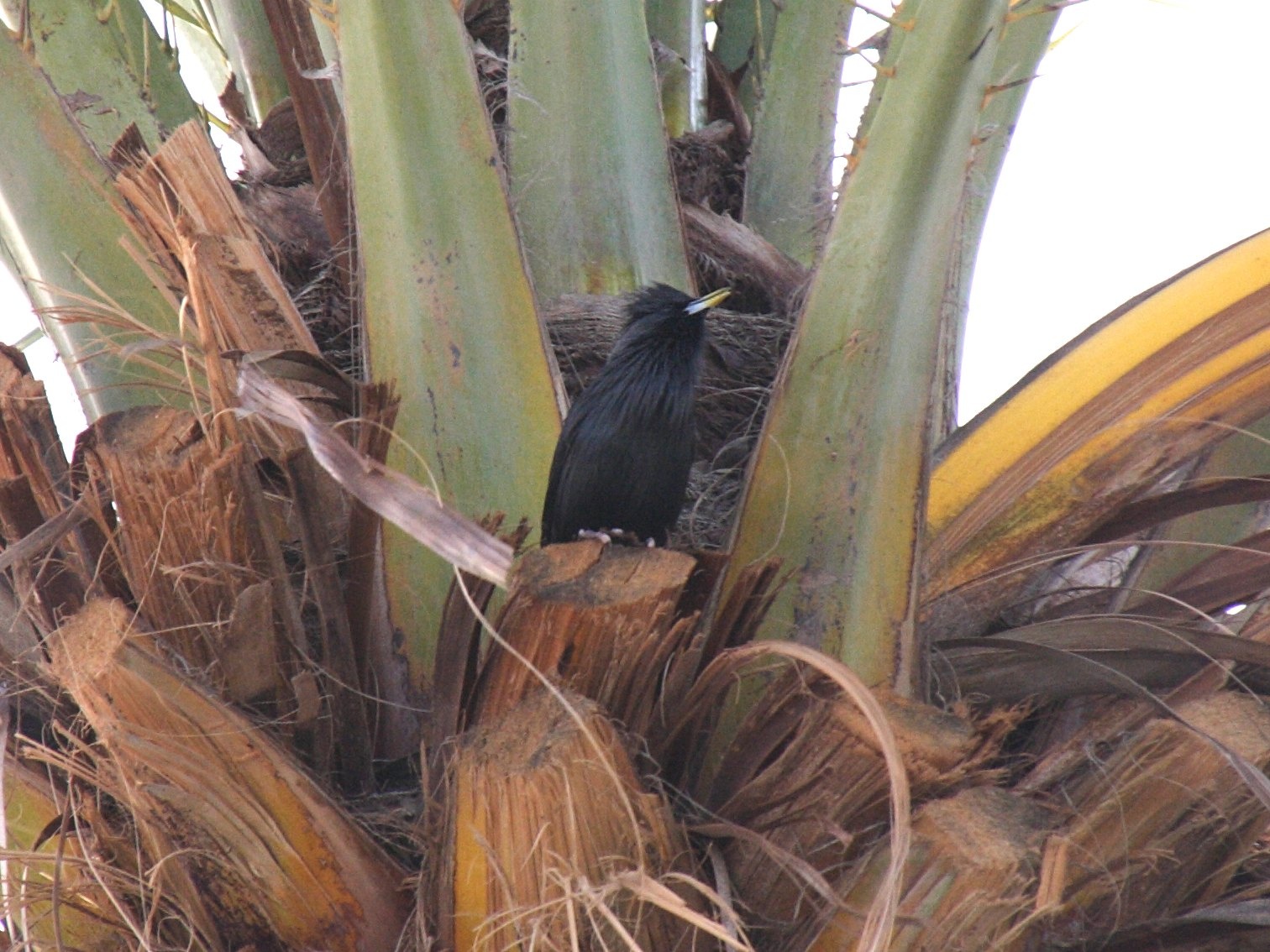 etourneau_unicolore_-_sturnus_unicolor3bd