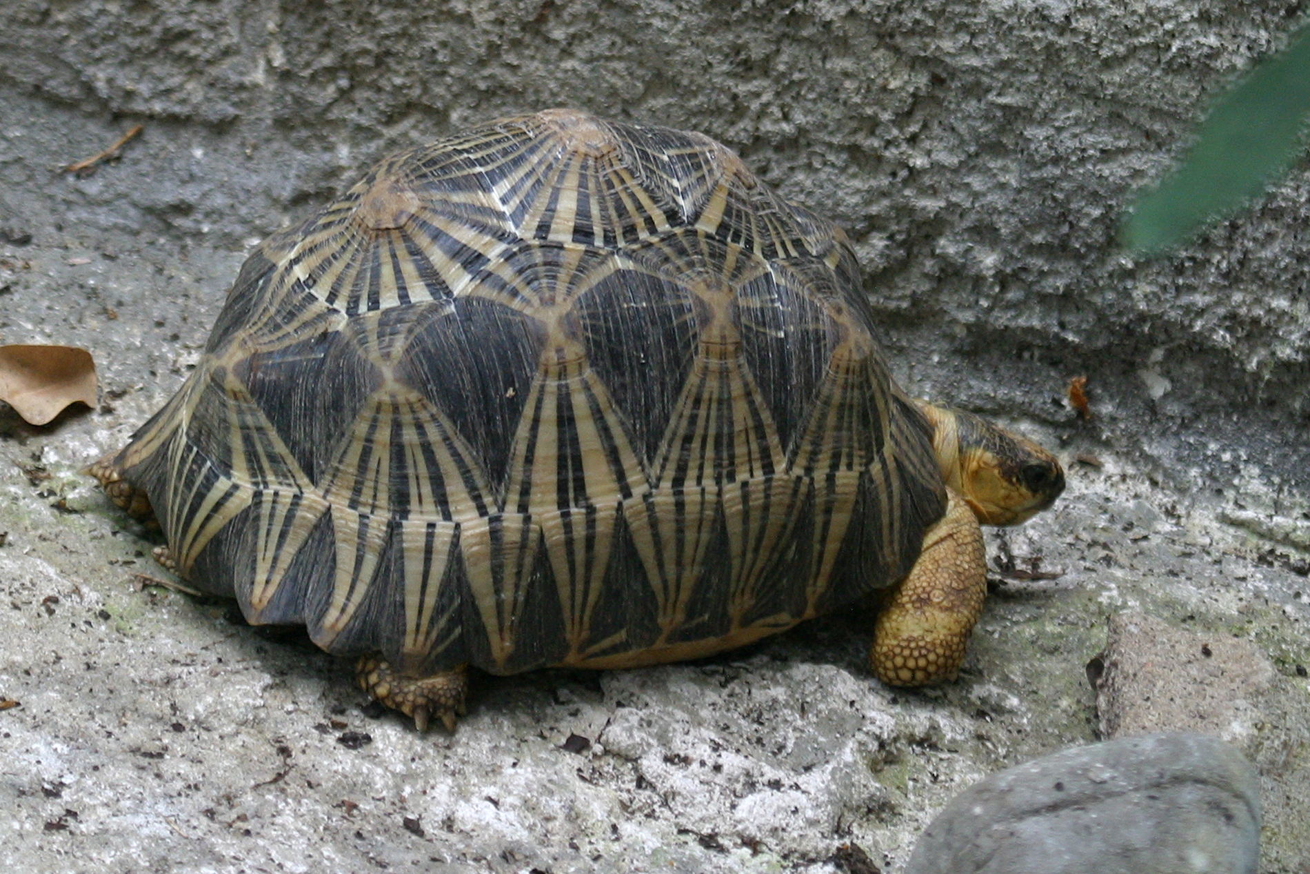 Afficher le média geochelone_radiata2bd geochelone_radiata2bd