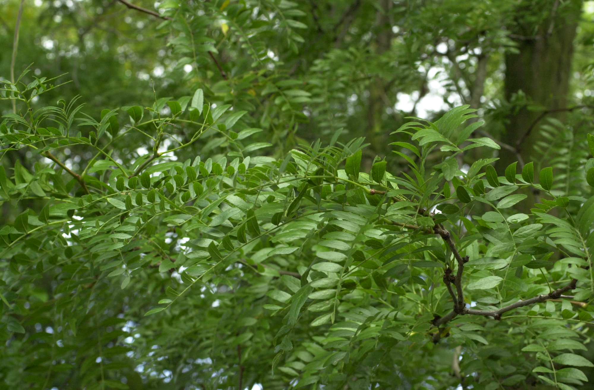 gleditsia_triacanthos2md