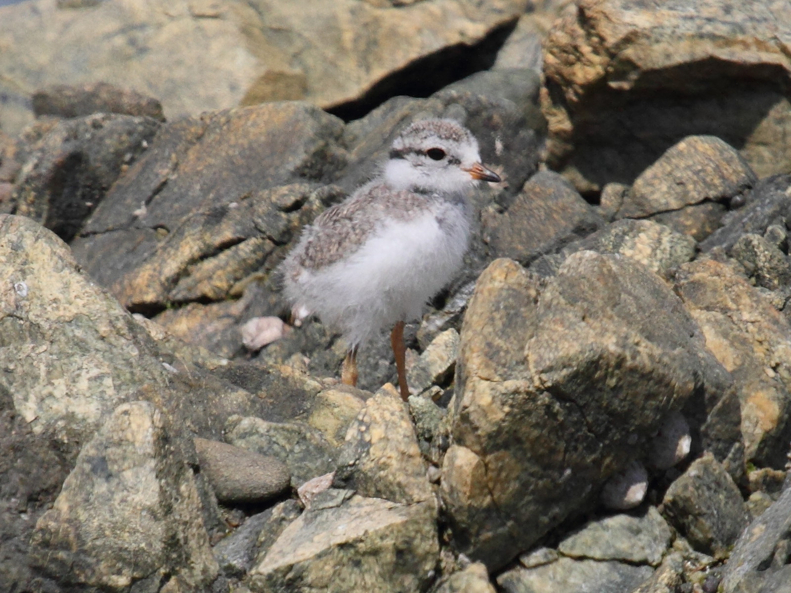 grand_gravelot_-_charadrius_hiaticula8bd