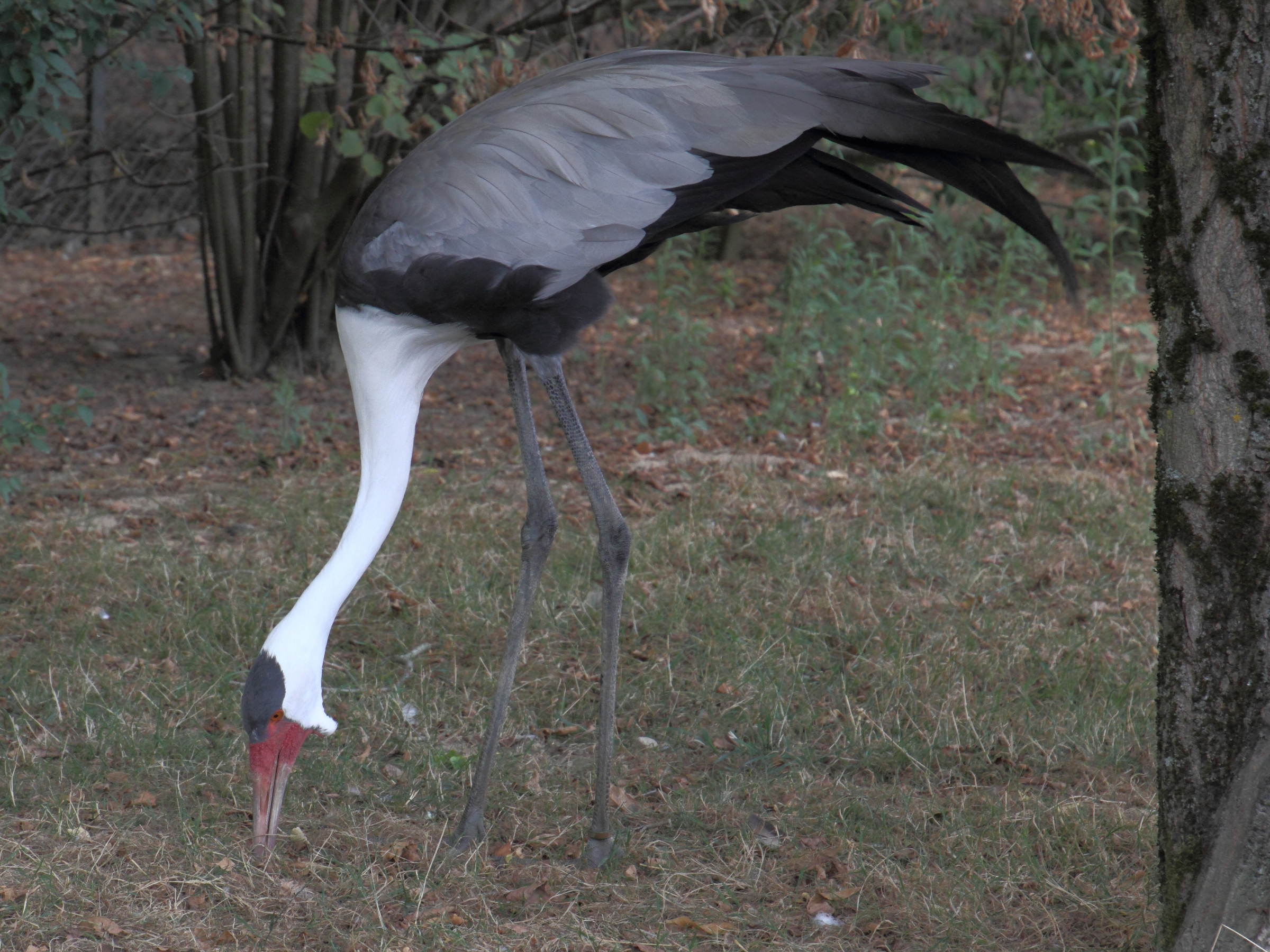 grue_caronculee_-_bugeranus_carunculatus3md