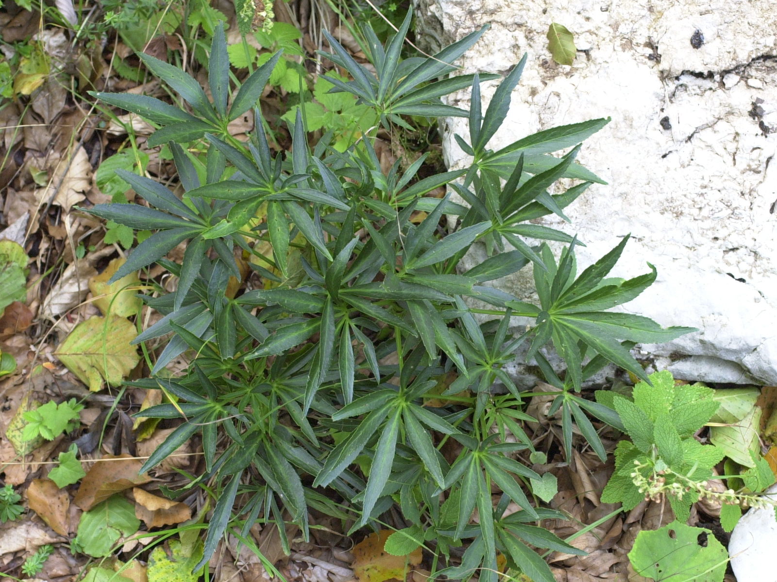 helleborus_foetidus3md