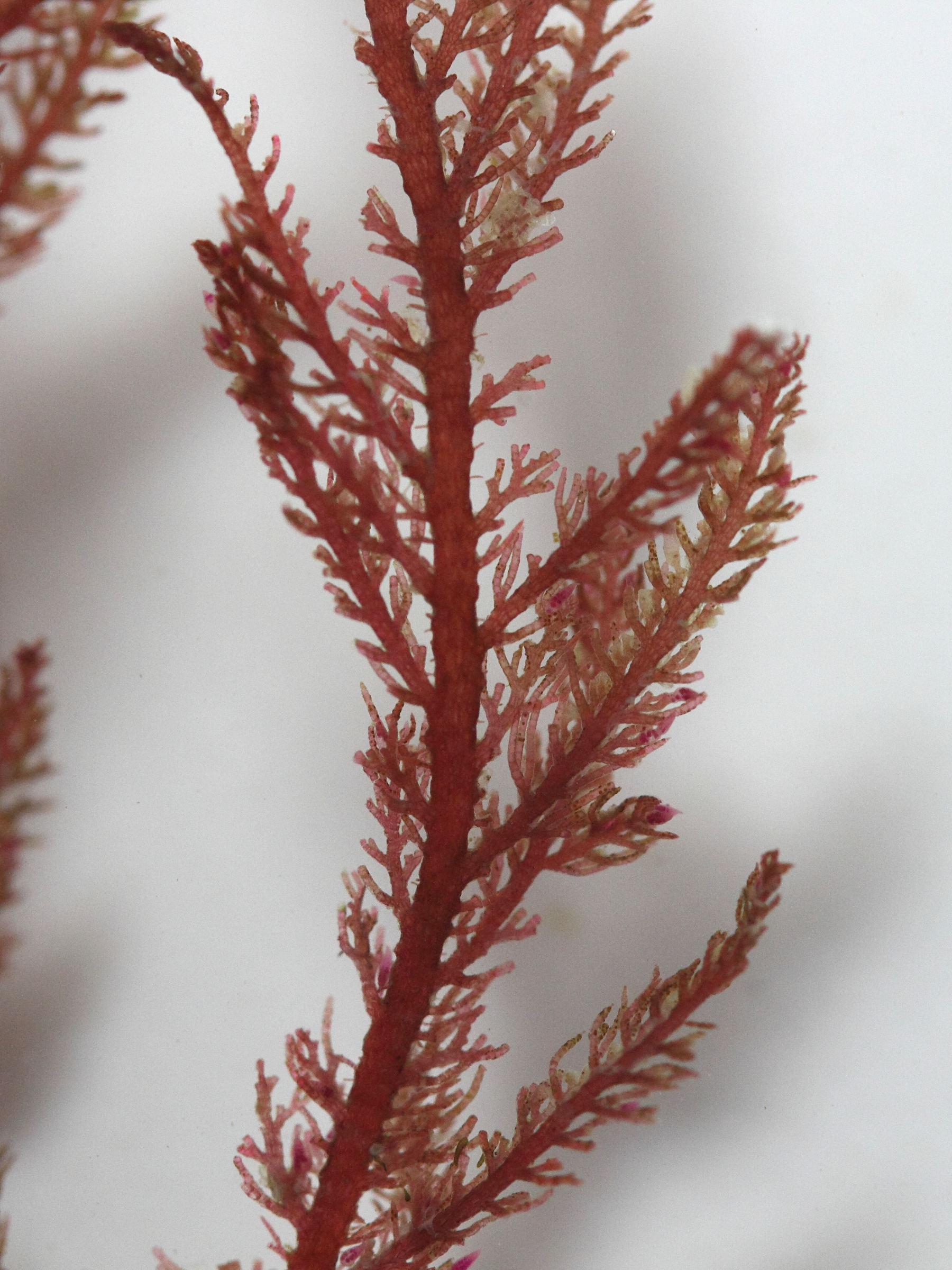 heterosiphonia_plumosa2md