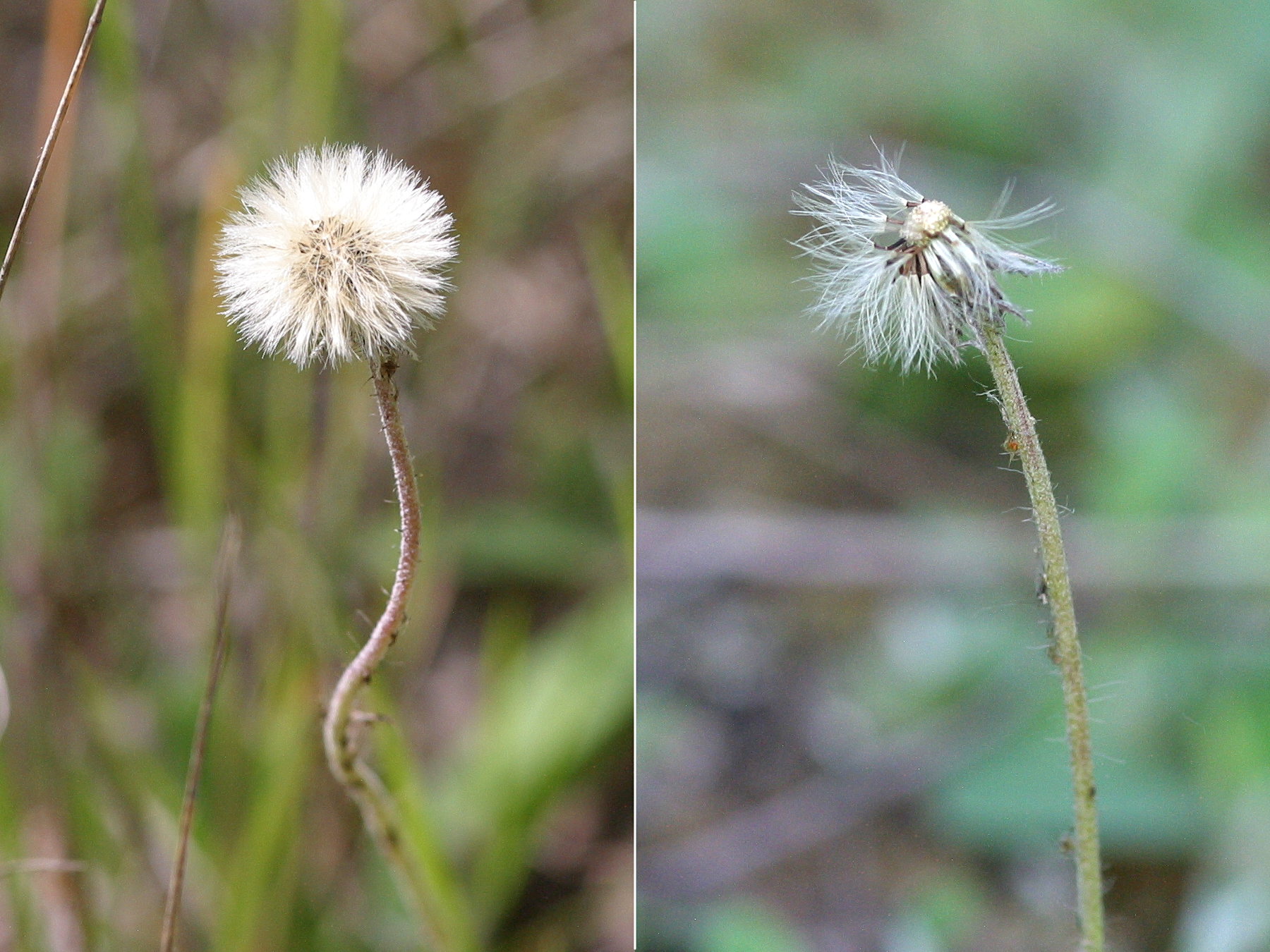 hieracium_pilosella5bd