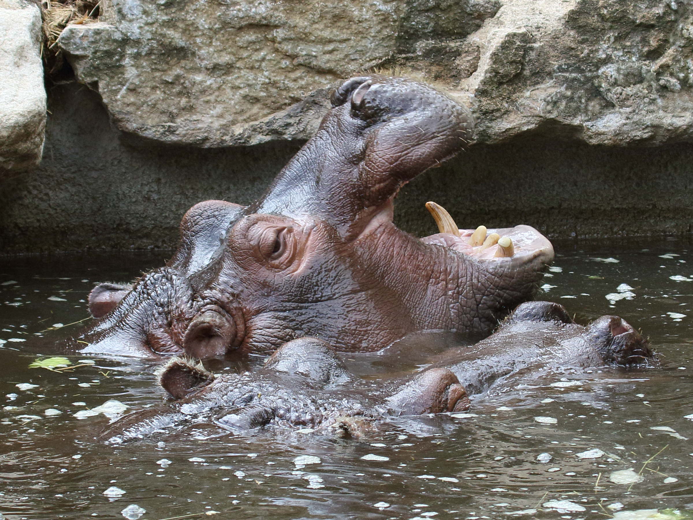 hippopotamus_amphibiusbd