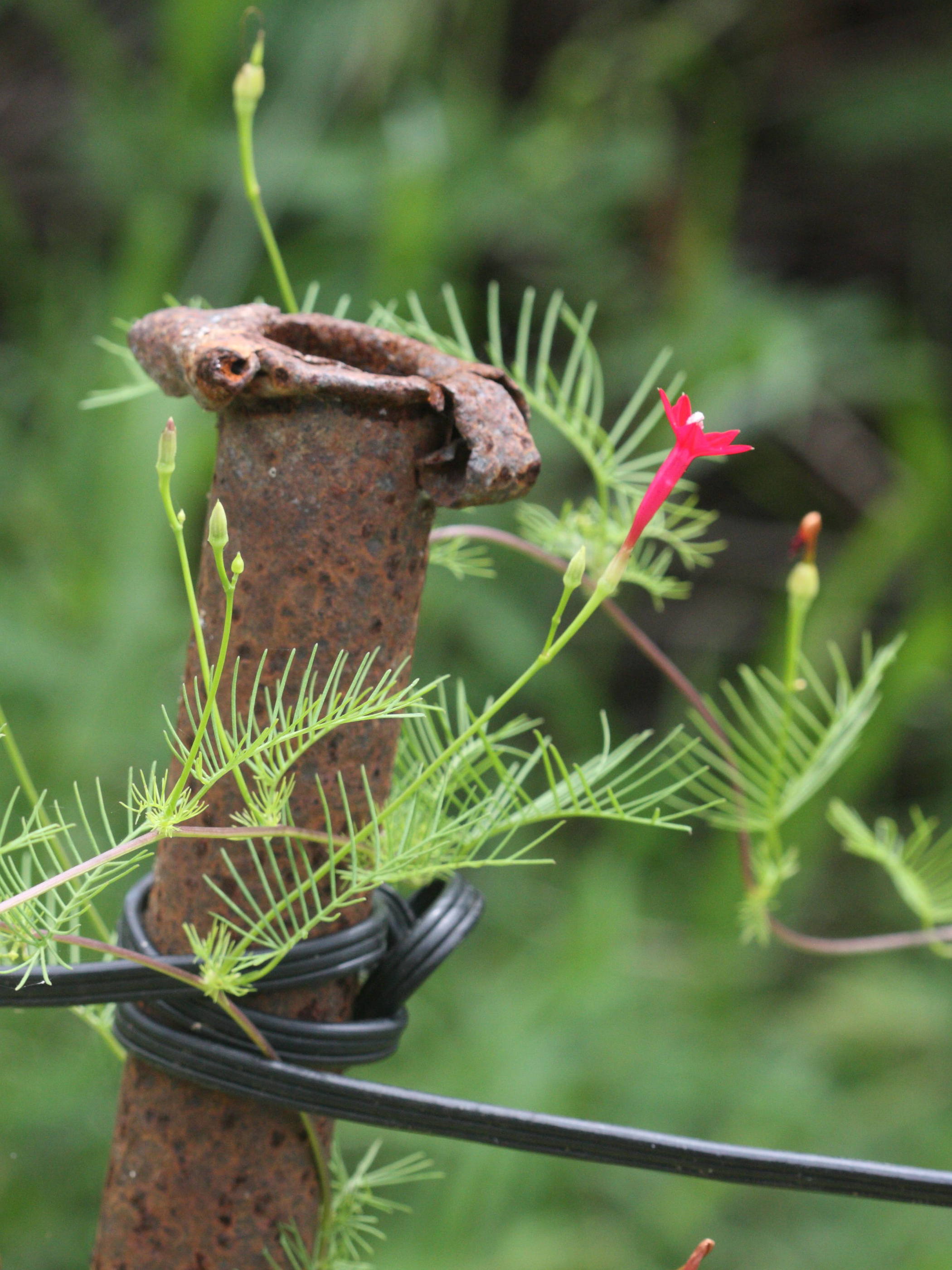 ipomoea_quamoclit1md