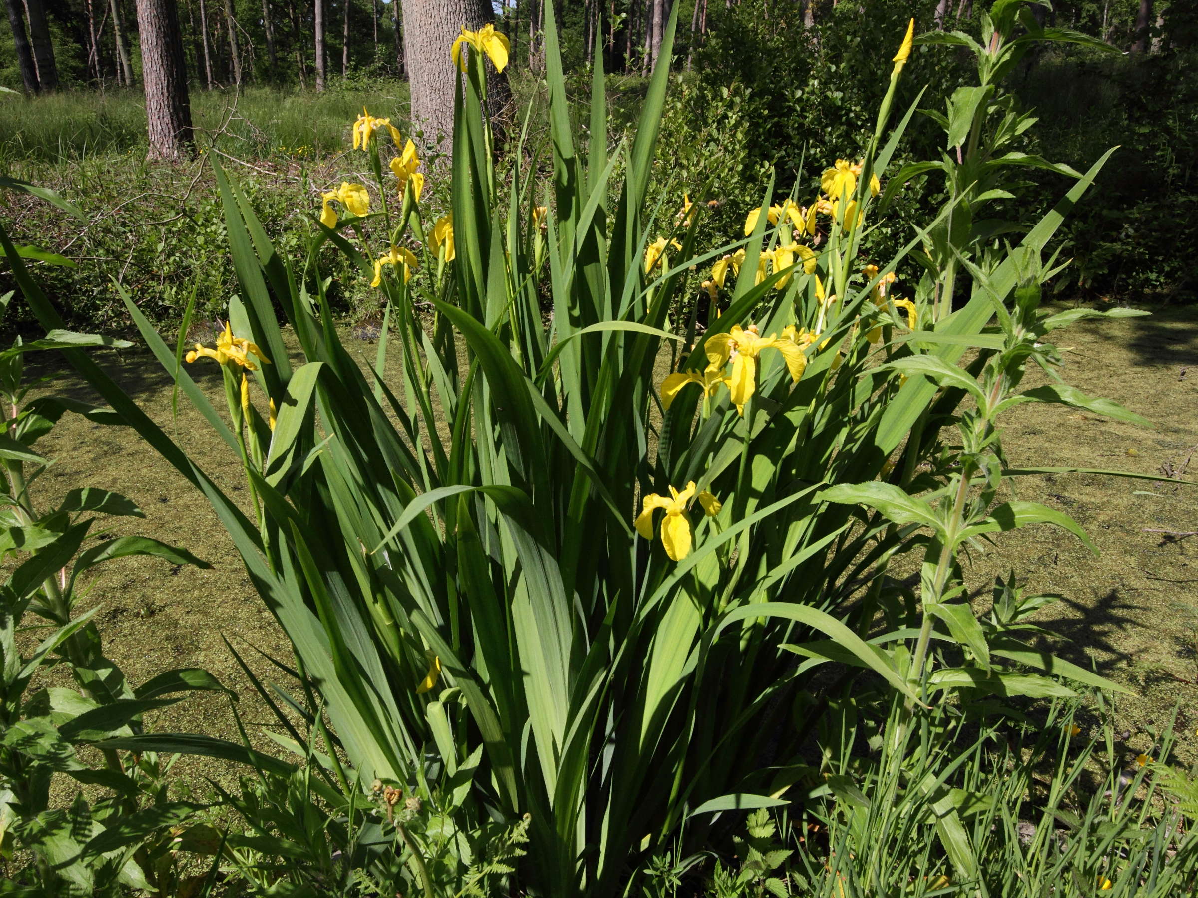 iris_pseudacorus1bmd