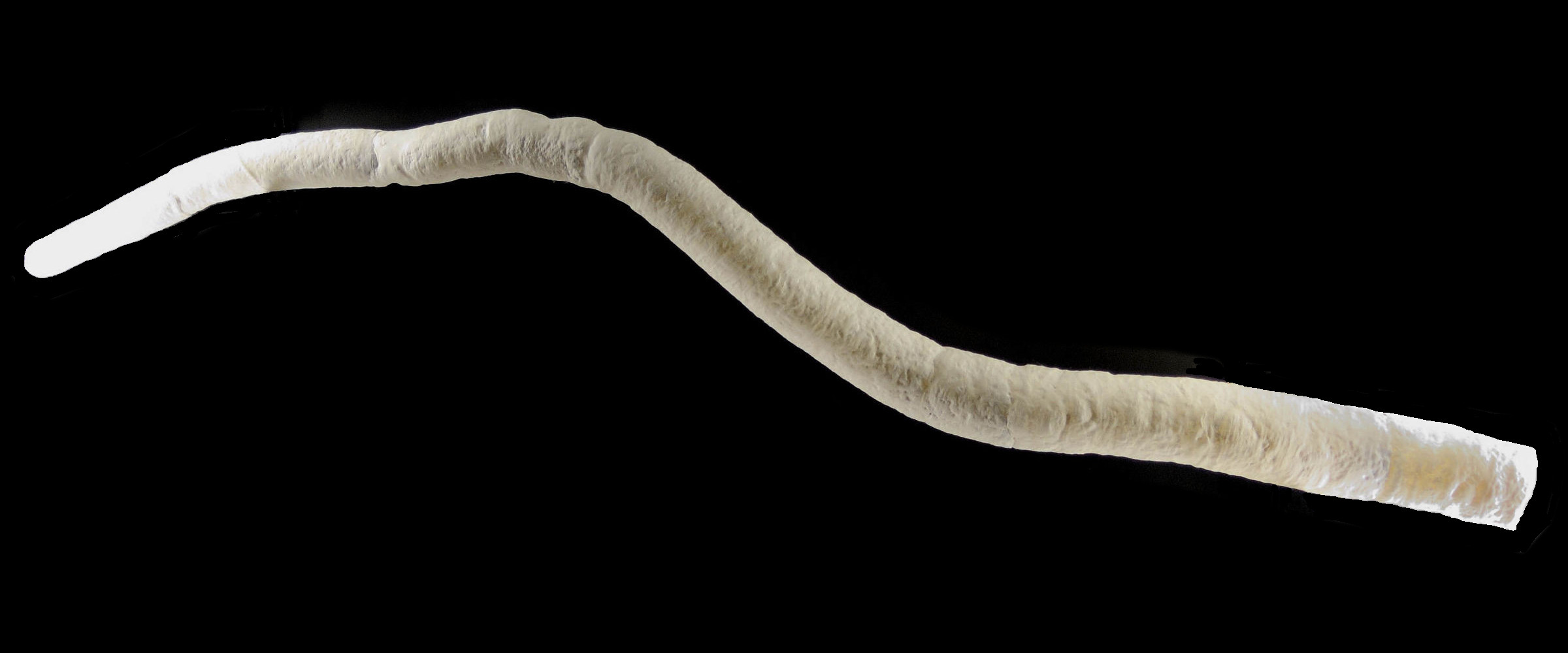 kuphus_polythalamia1md