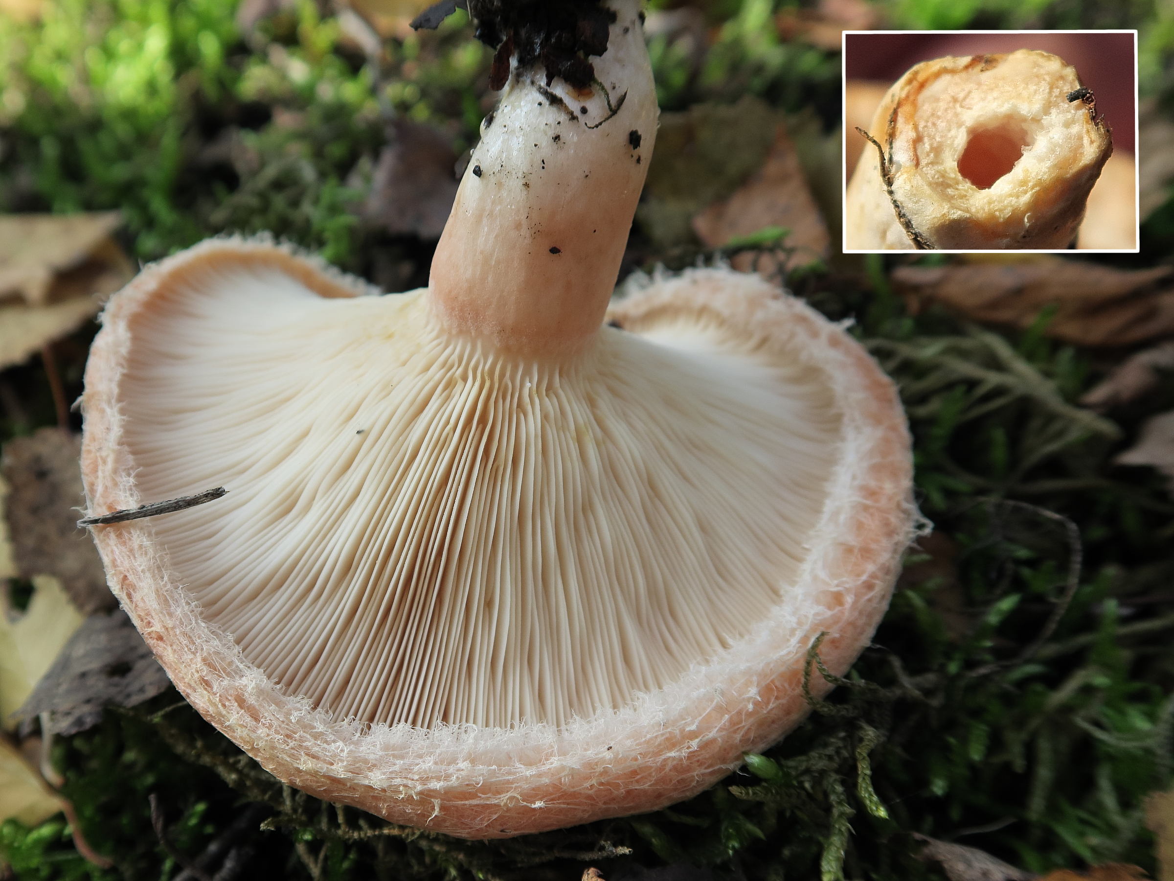 lactarius_torminosus2md
