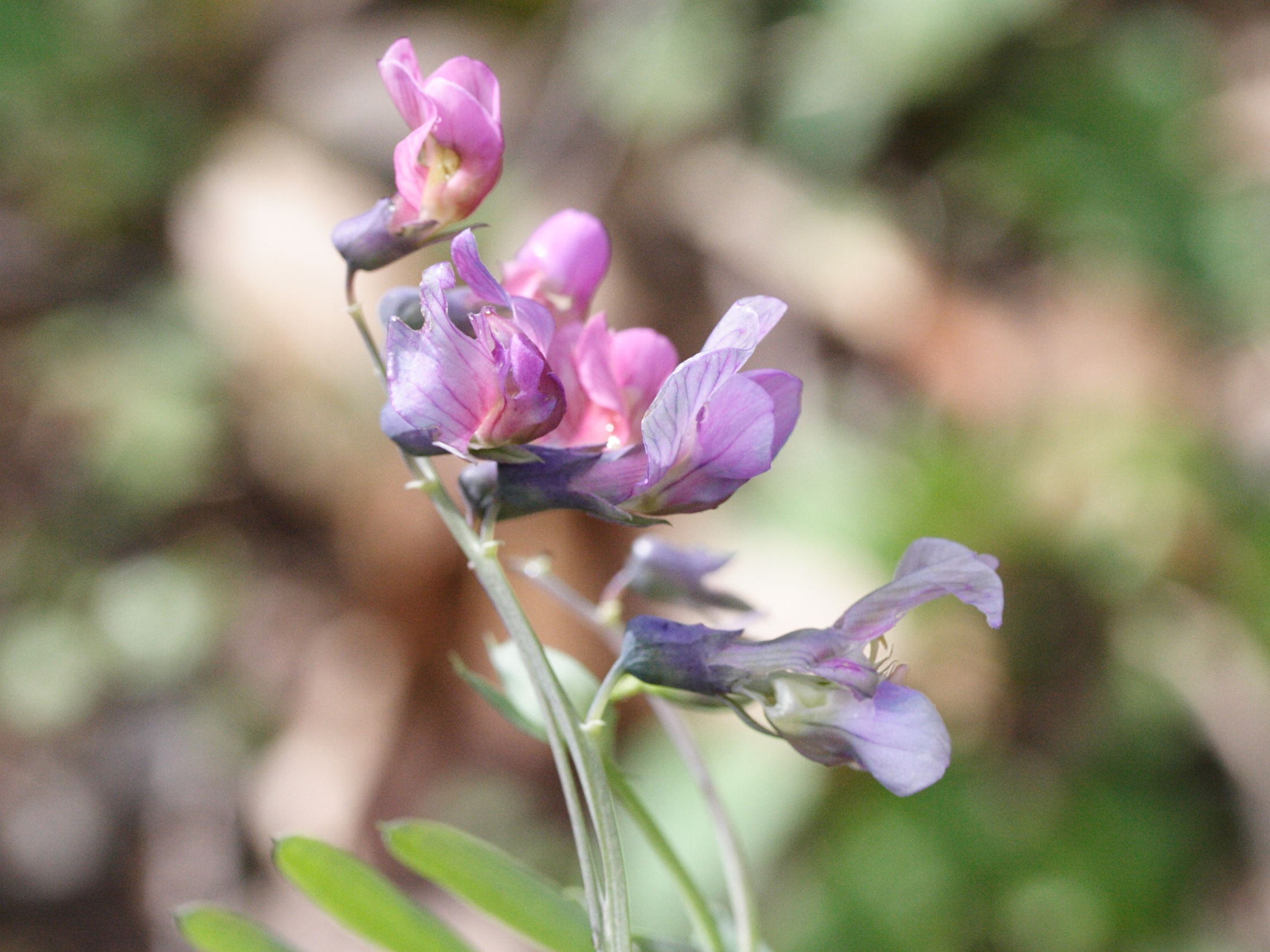 lathyrus_montanus2md