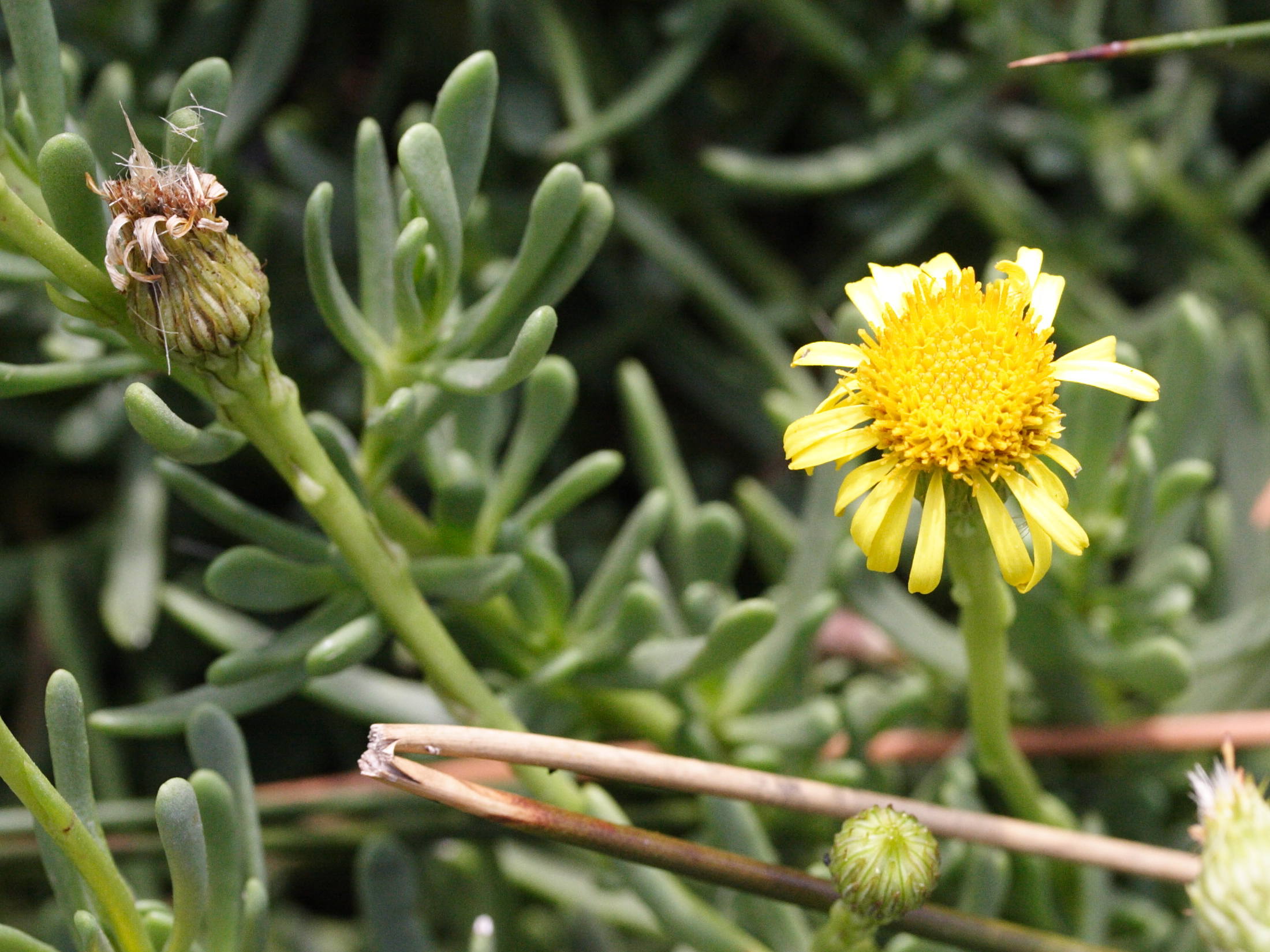 Limbarda_crithmoides